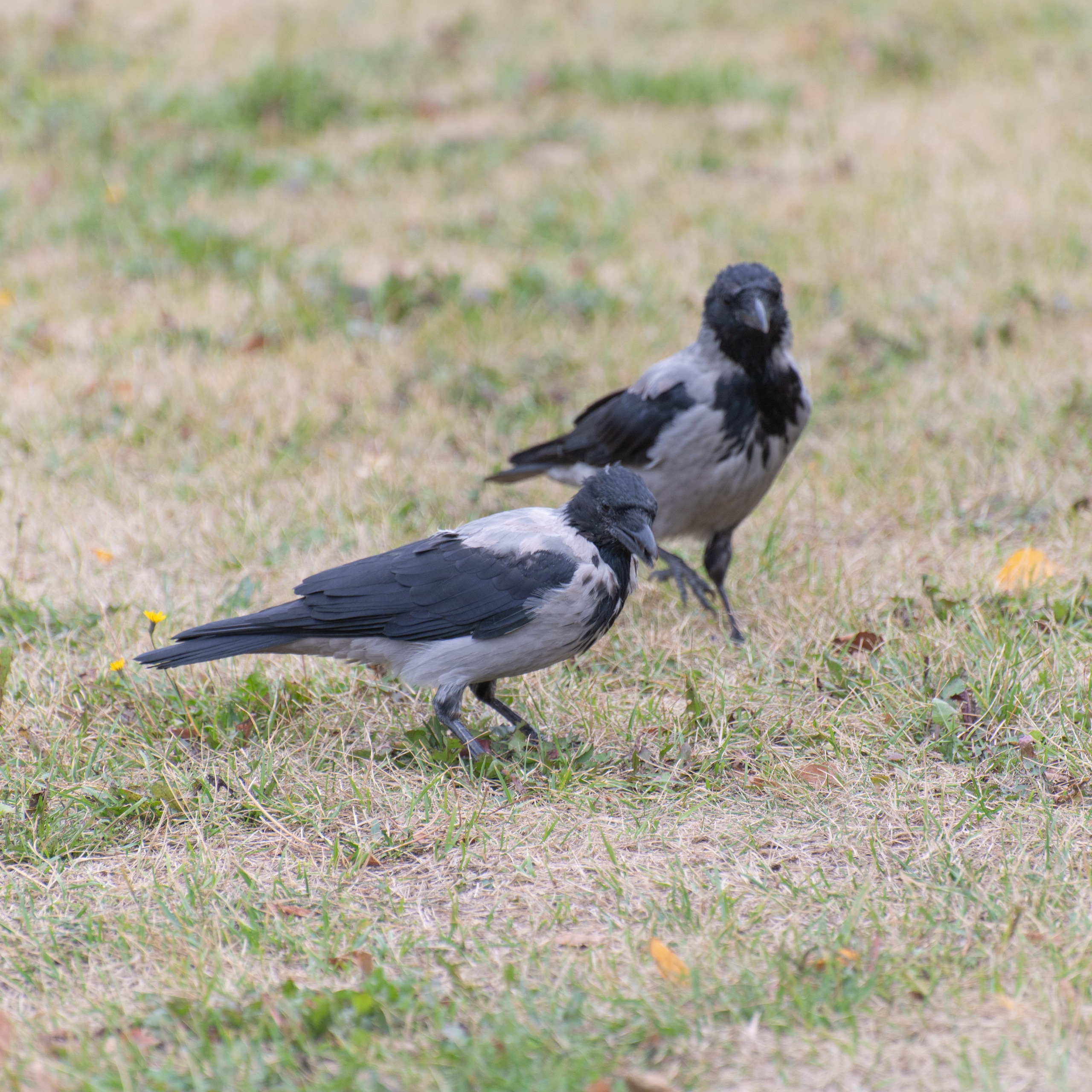 20220917 Арбат — Парк Горького. Дмитрий Ремизов. Фотография, как хобби