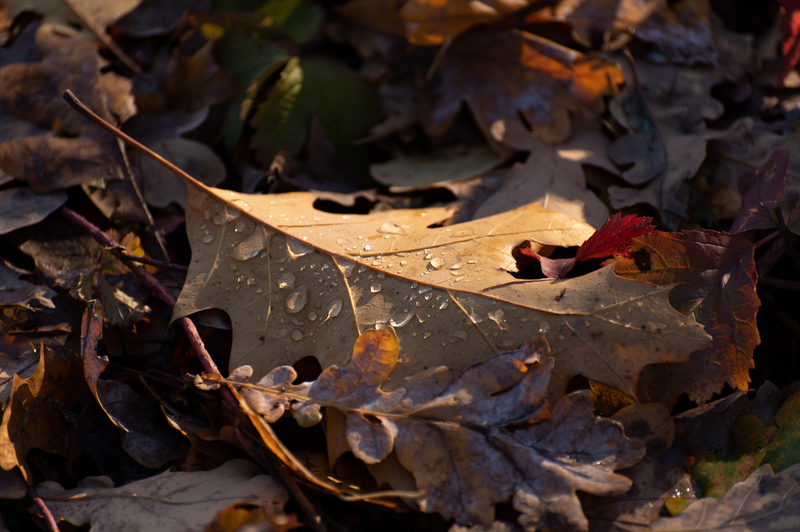 20241102 МГУ. Дмитрий Ремизов. Фотография, как хобби