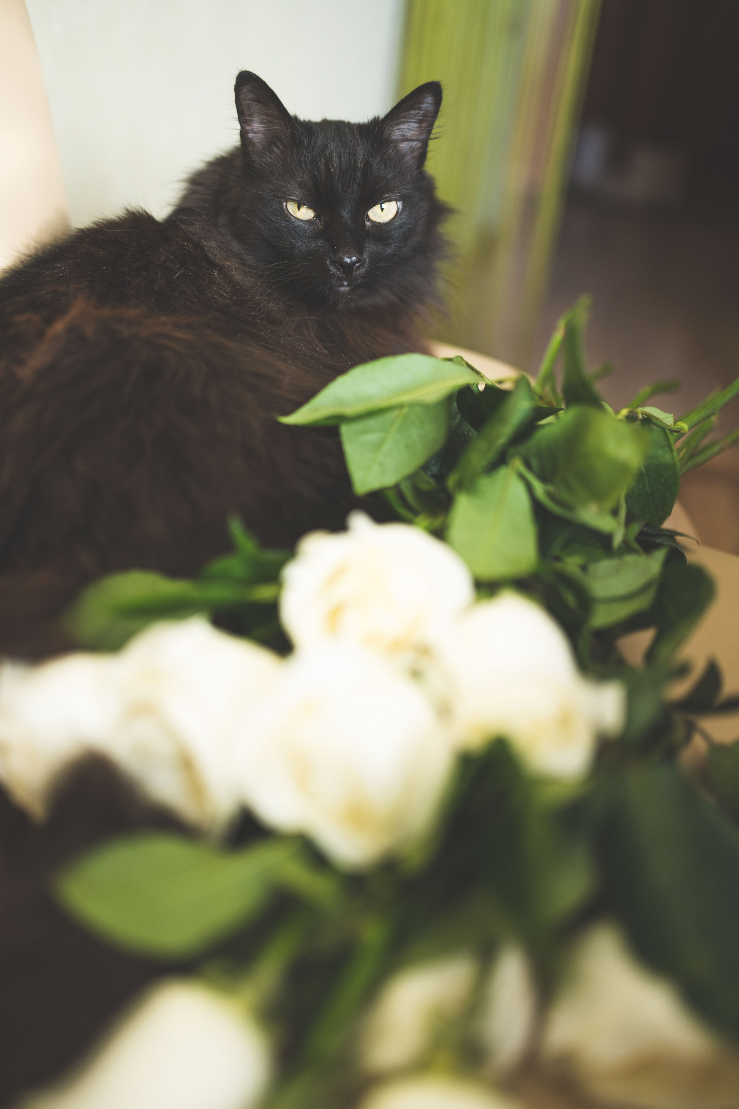 Белые розы. Фотограф г. Хабаровск