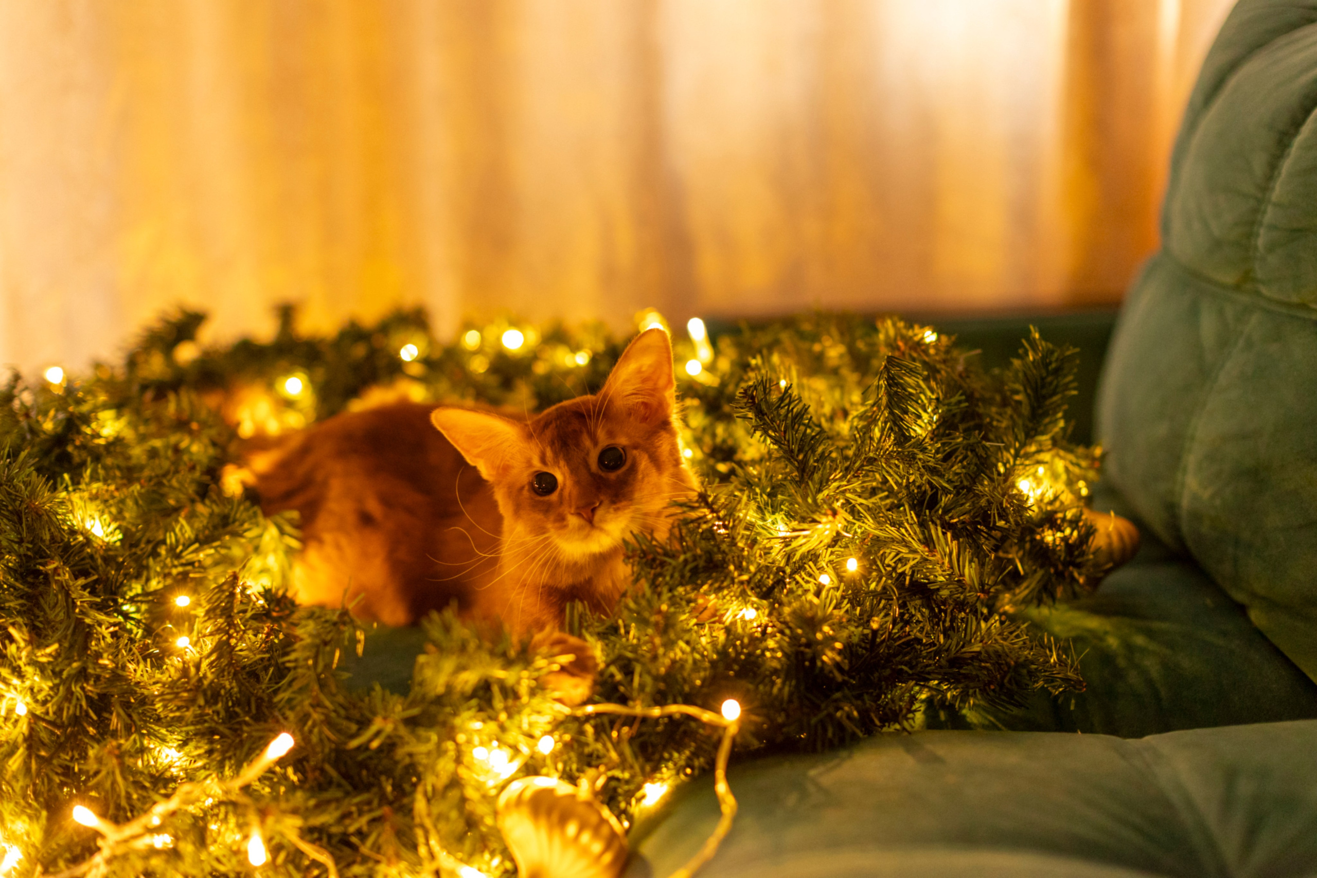 Сомали. Art my Pho