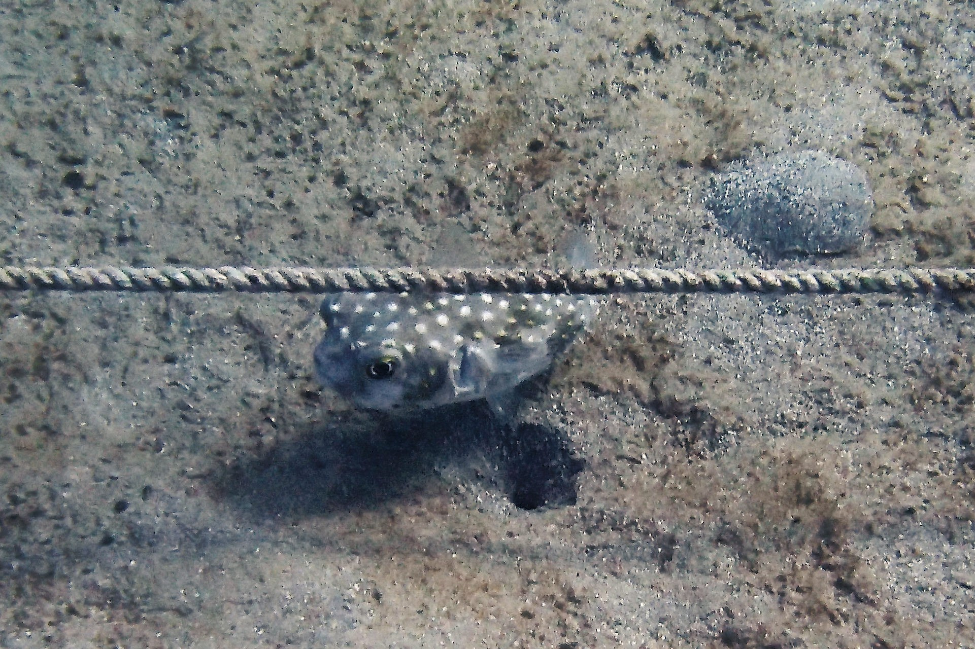 Мне посмотреть. Рыбов показываю