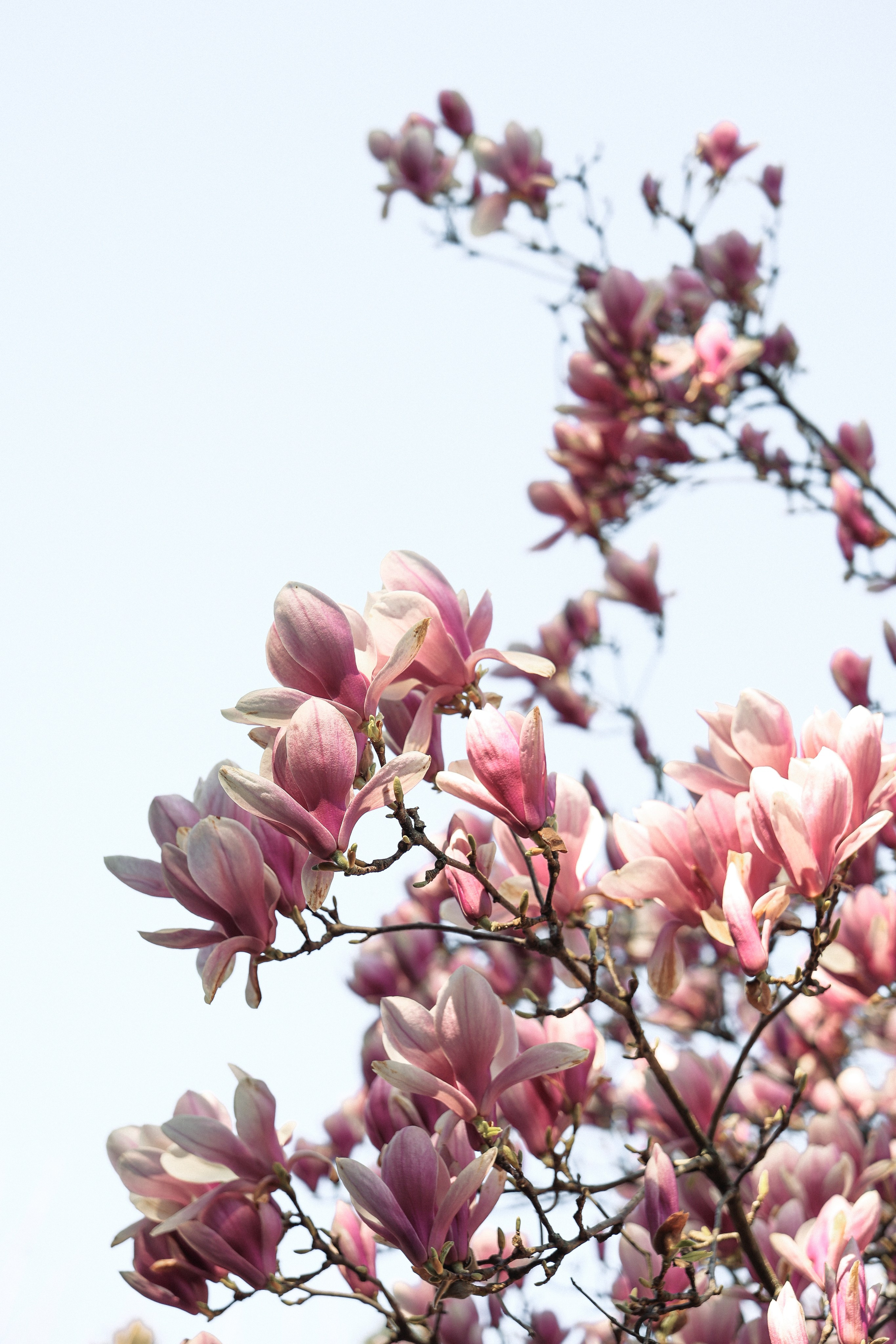 Фотосессии в Магнолии. Фотограф Сочи/ Сириус/ Красная поляна