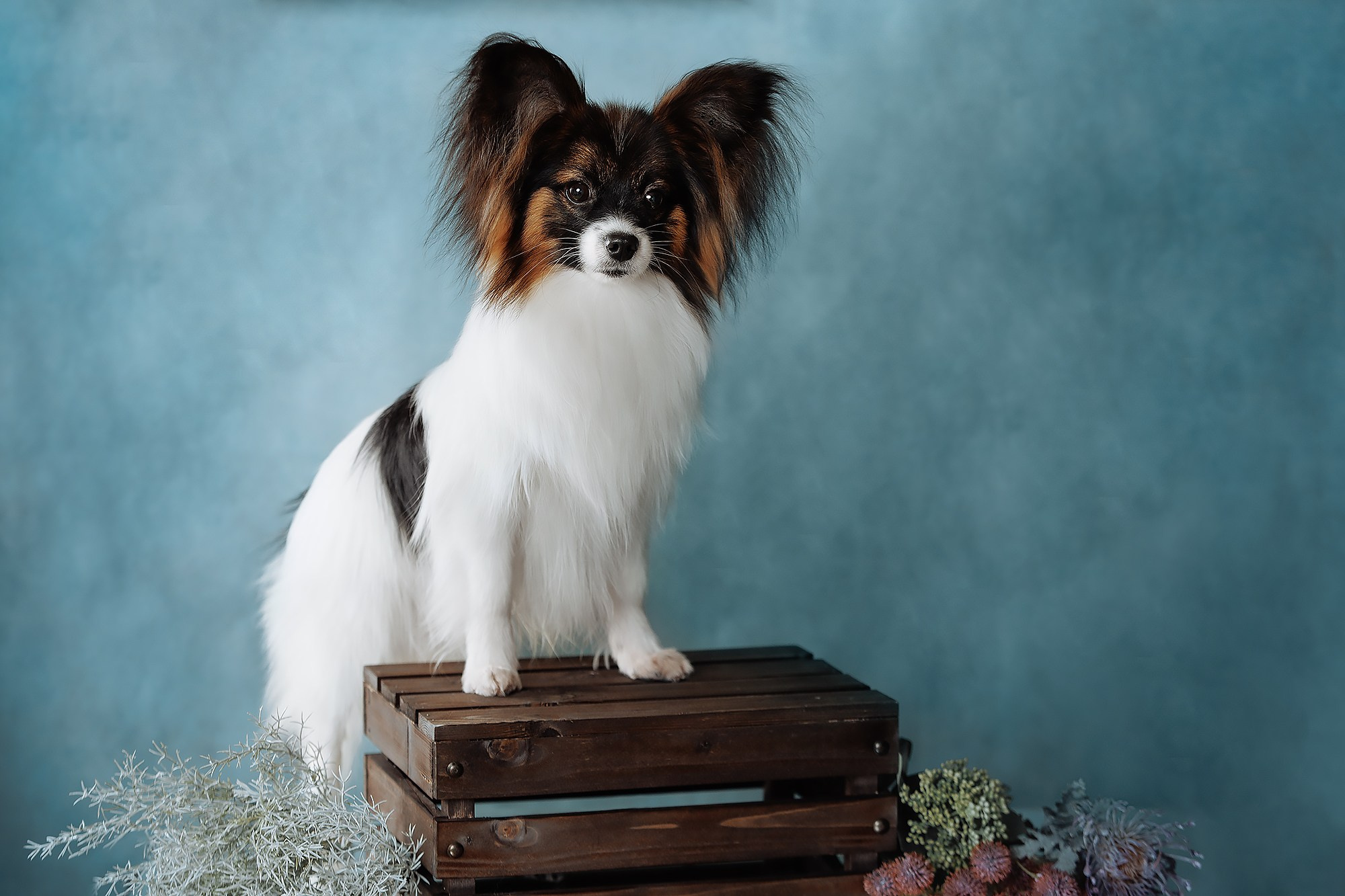 Синева. О нас