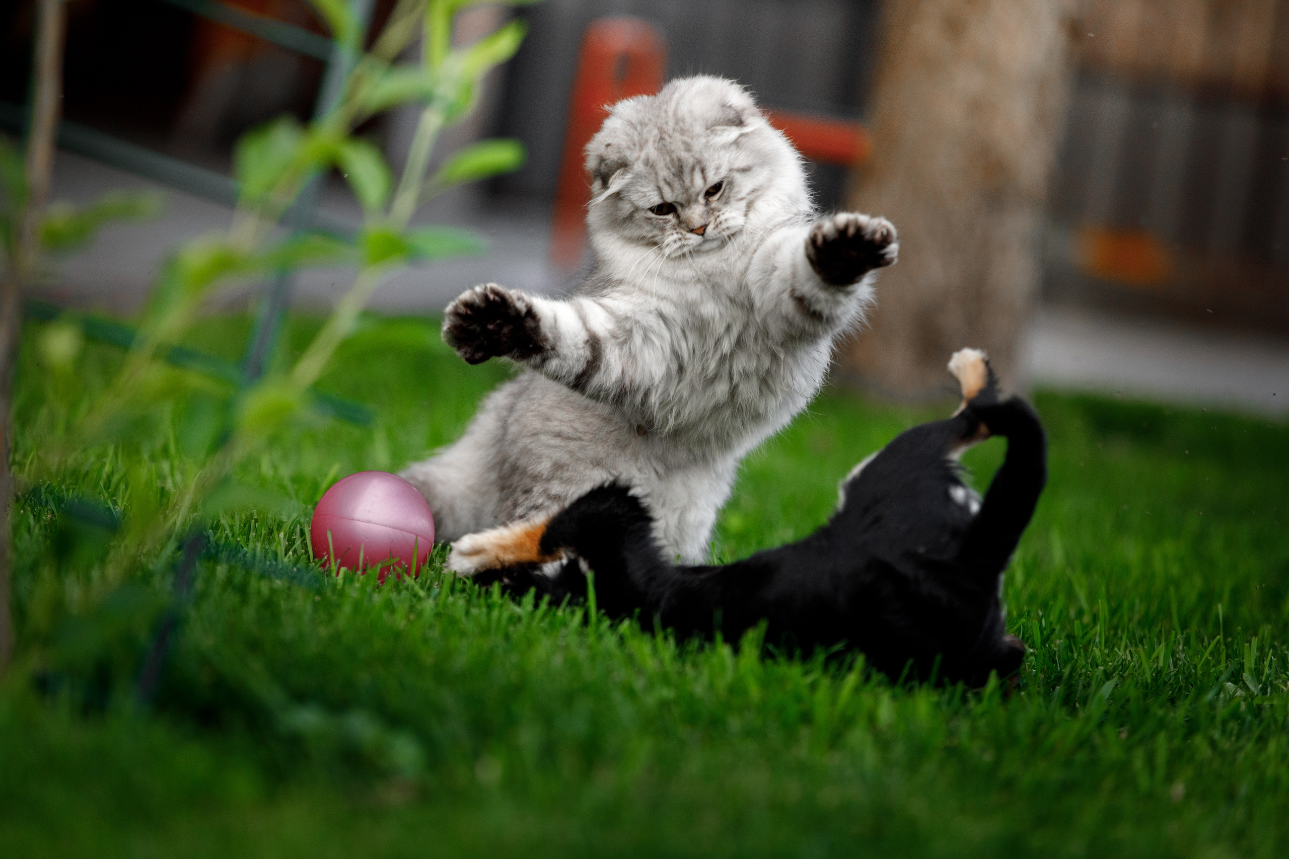 Болтовня в саду. О нас