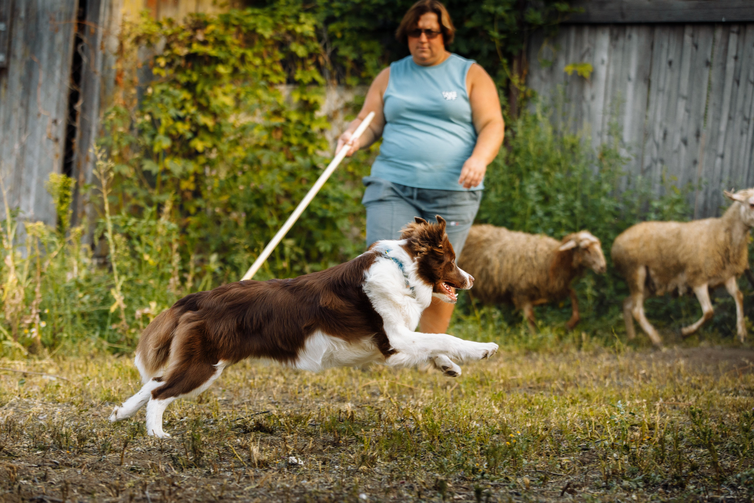 Овечий день. О нас