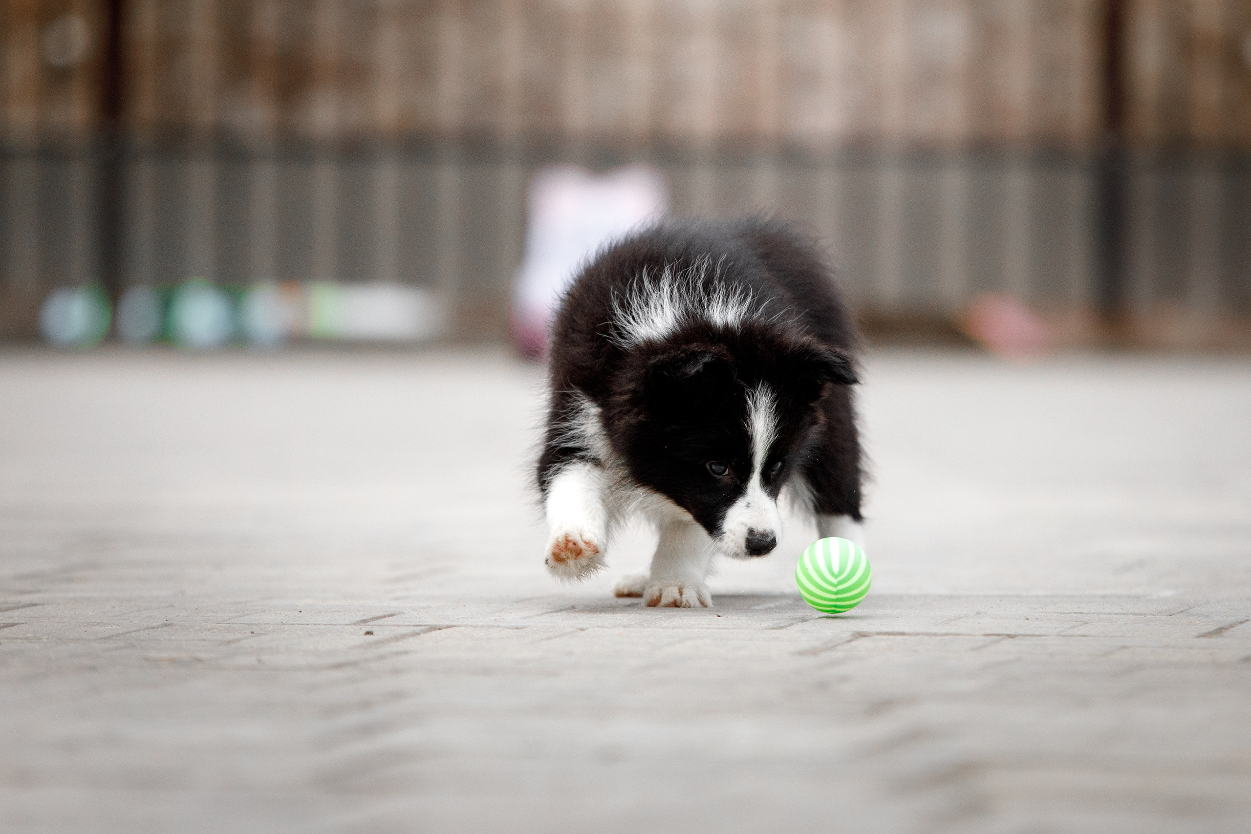 Болтовня в саду. О нас