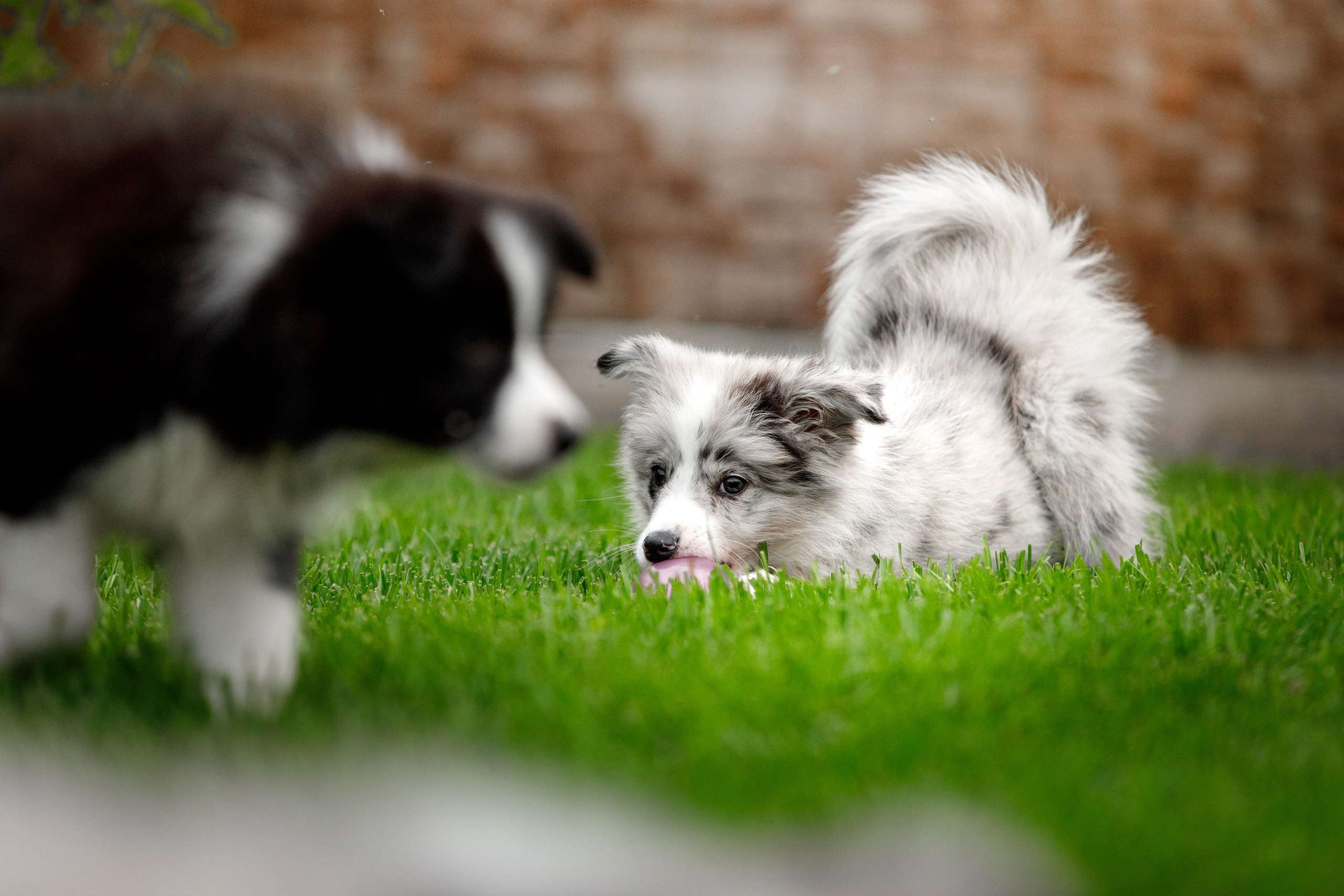 Болтовня в саду. О нас