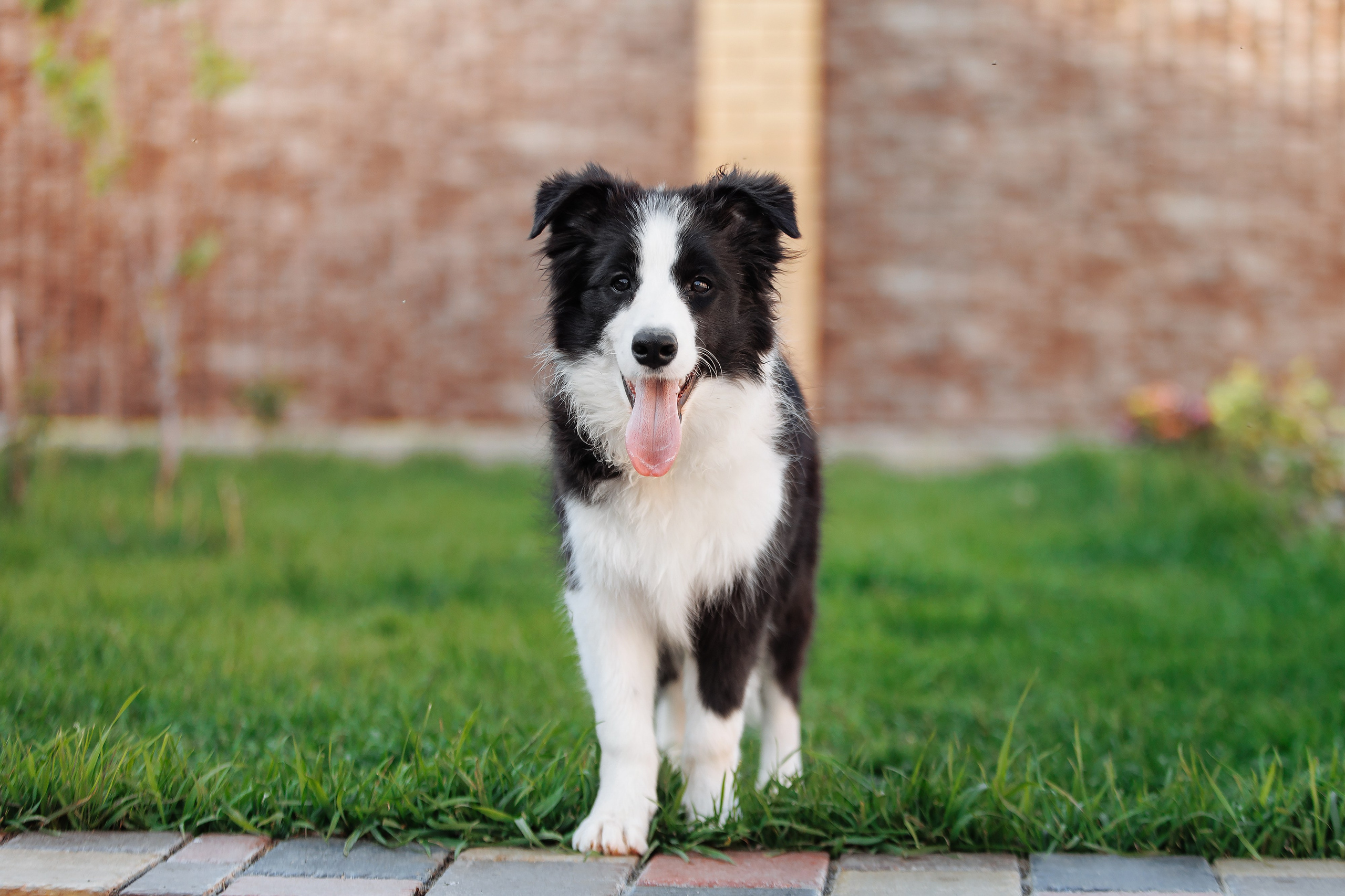 Пушистое. О нас