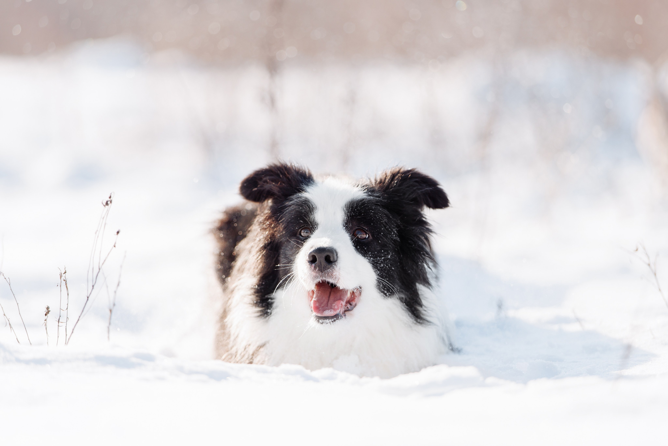 Яркий январь. О нас