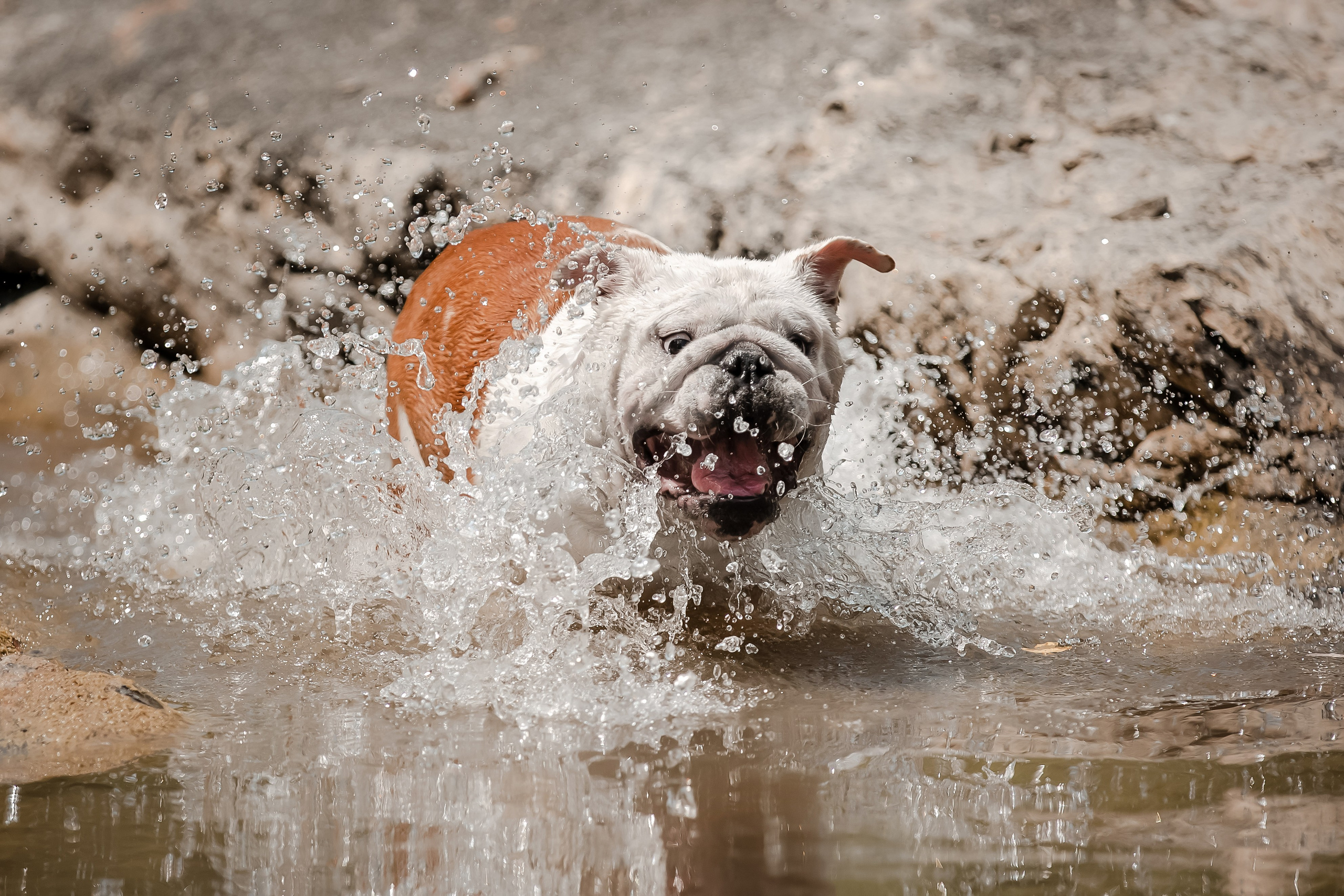 Фотосессия английского бульдога на речке. Фотограф-анималист в Краснодаре Маша Мельникова