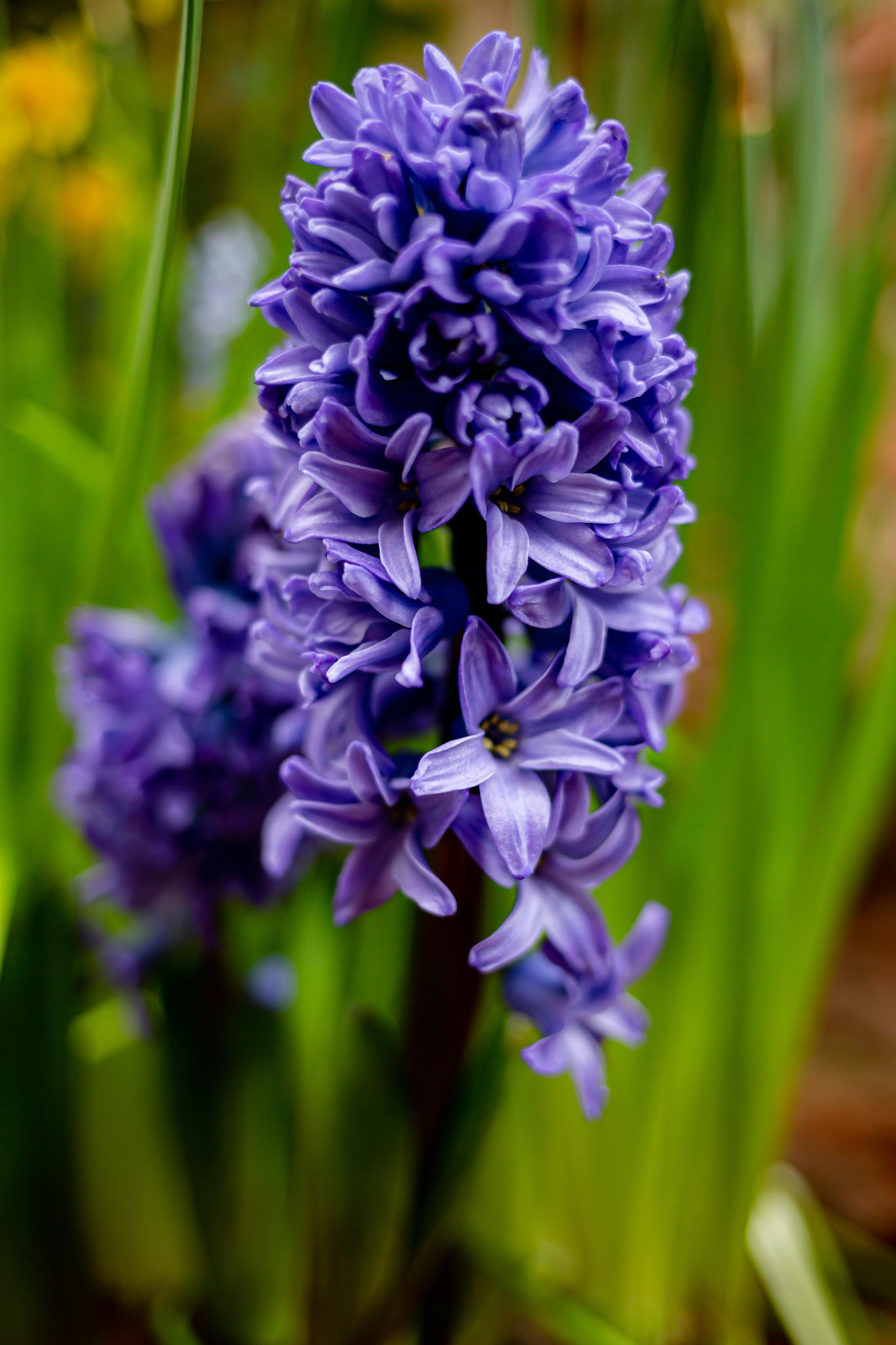 Аптекарский огород. Photographer Sonkina Tatiana (Tanya Ash)