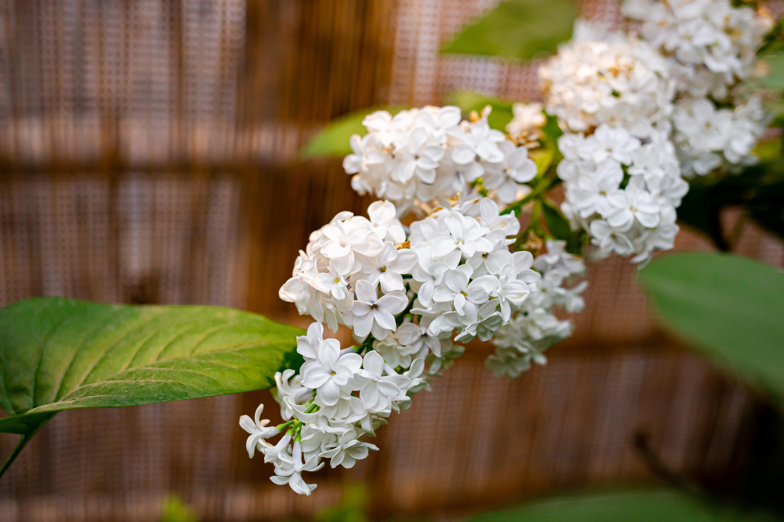 Выставка «Репетиция весны». Photographer Sonkina Tatiana (Tanya Ash)