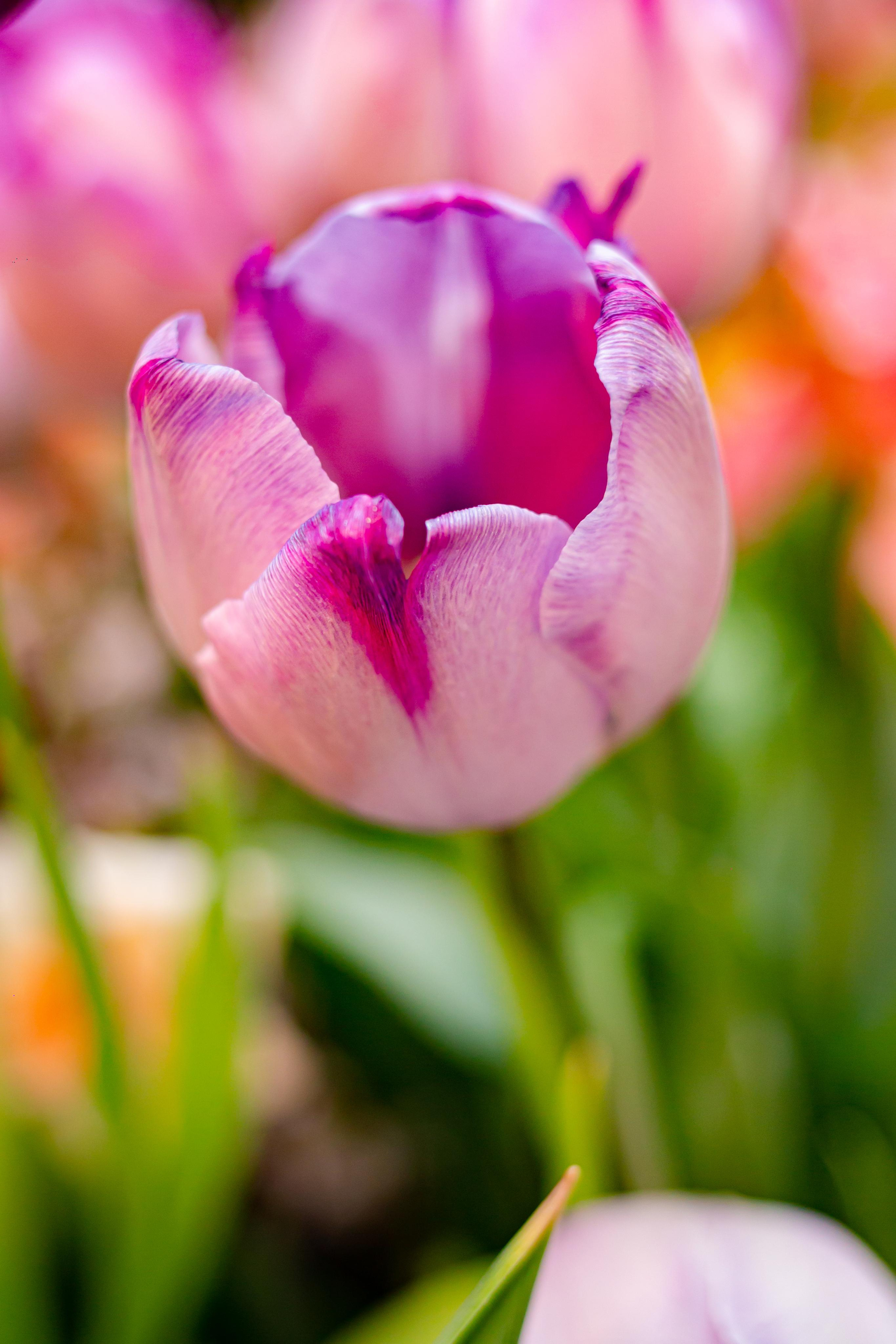 Выставка «Репетиция весны». Photographer Sonkina Tatiana (Tanya Ash)