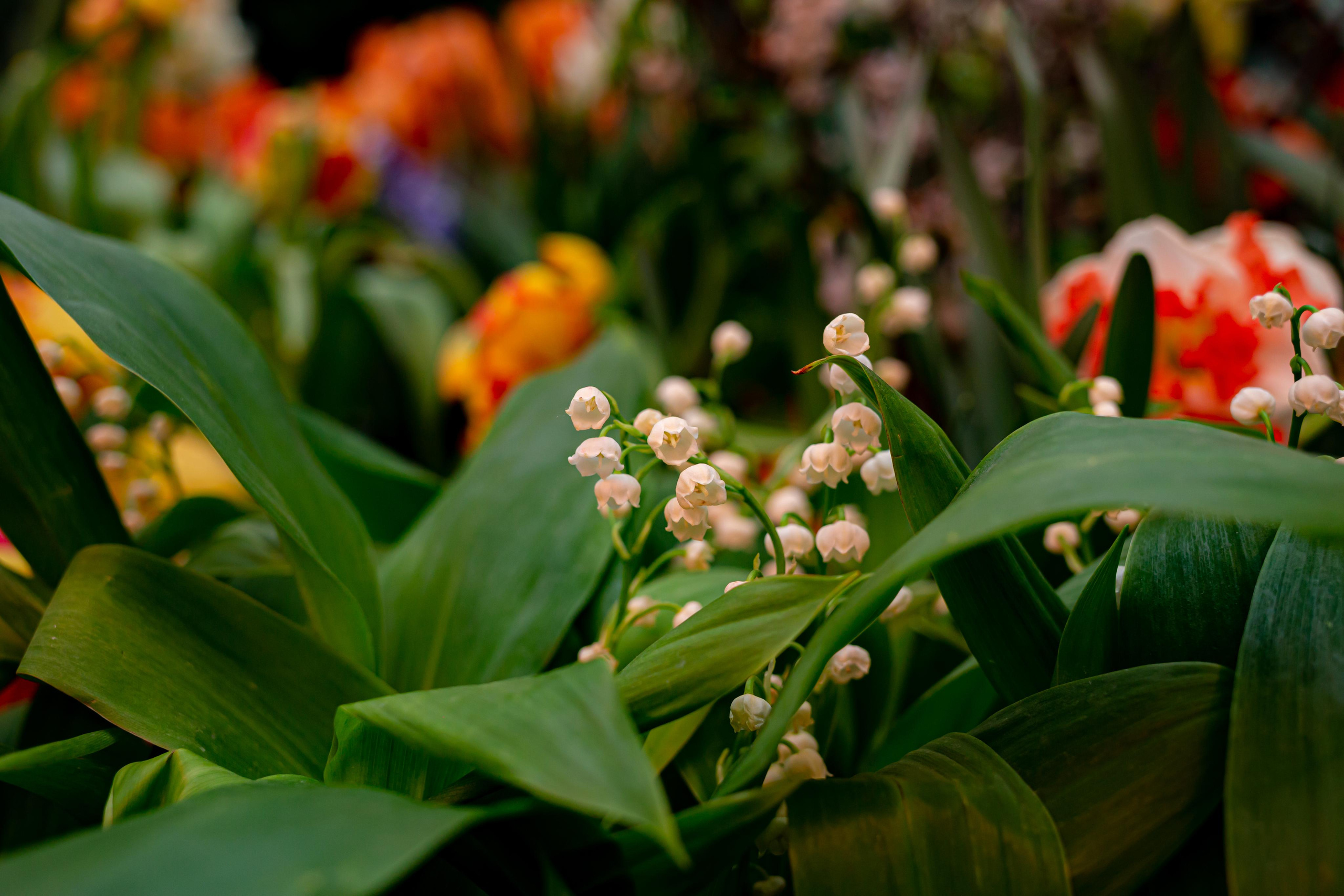 Выставка «Репетиция весны». Photographer Sonkina Tatiana (Tanya Ash)