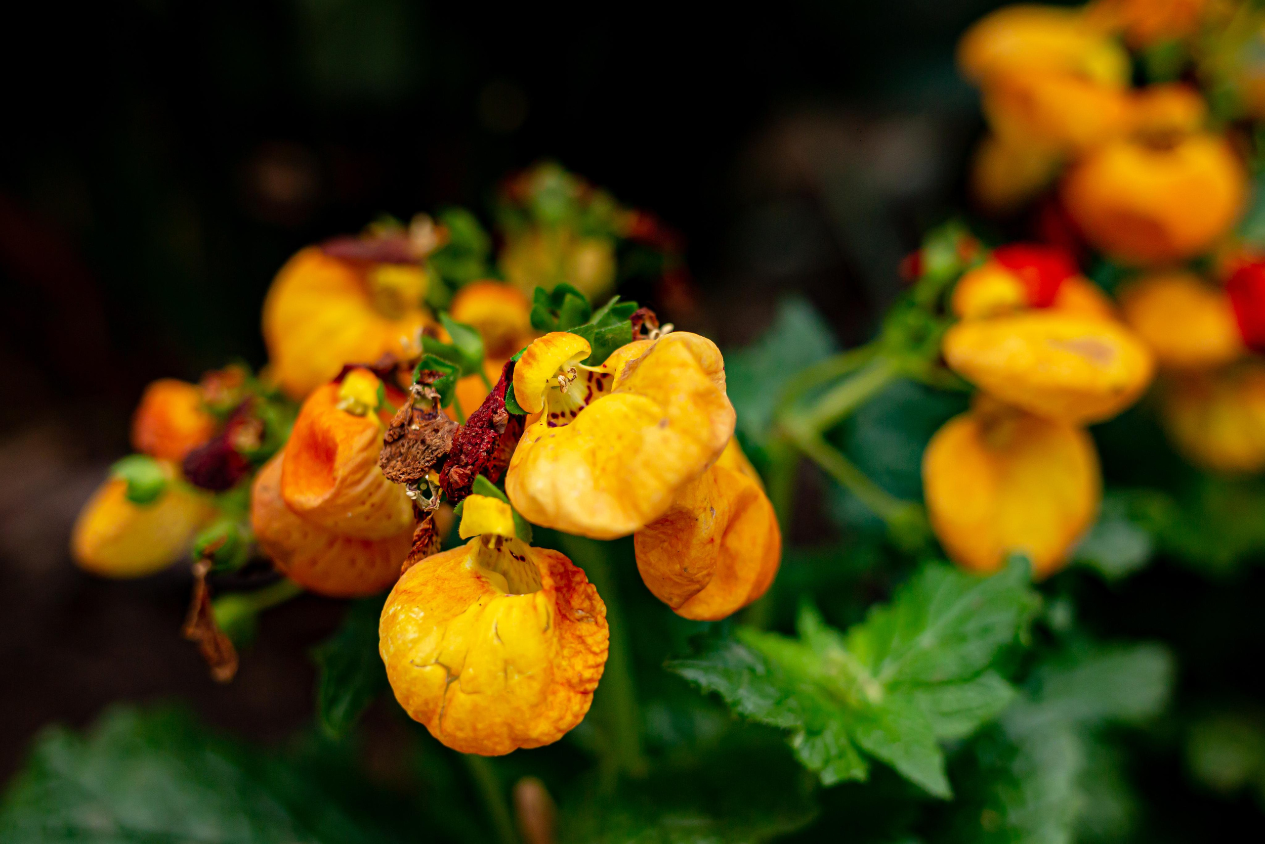 Аптекарский огород. Photographer Sonkina Tatiana (Tanya Ash)
