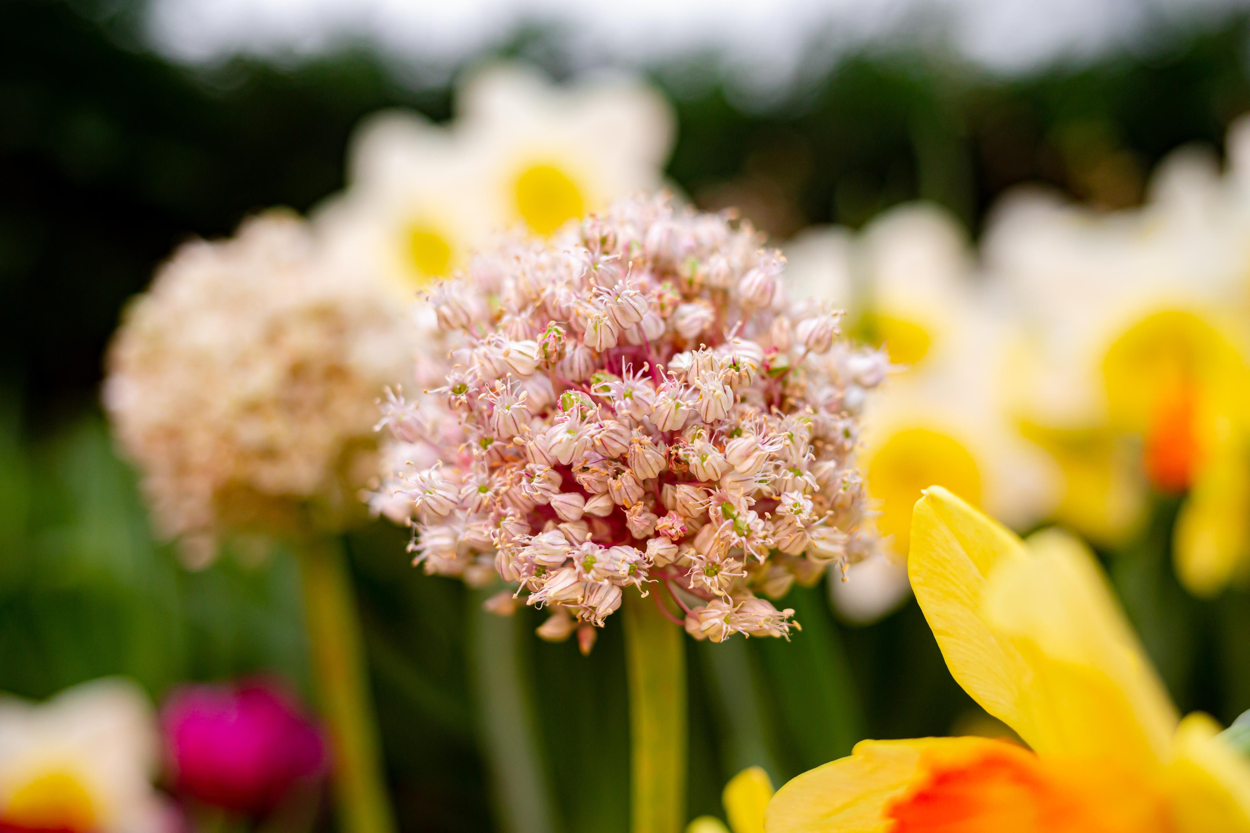 Выставка «Репетиция весны». Photographer Sonkina Tatiana (Tanya Ash)
