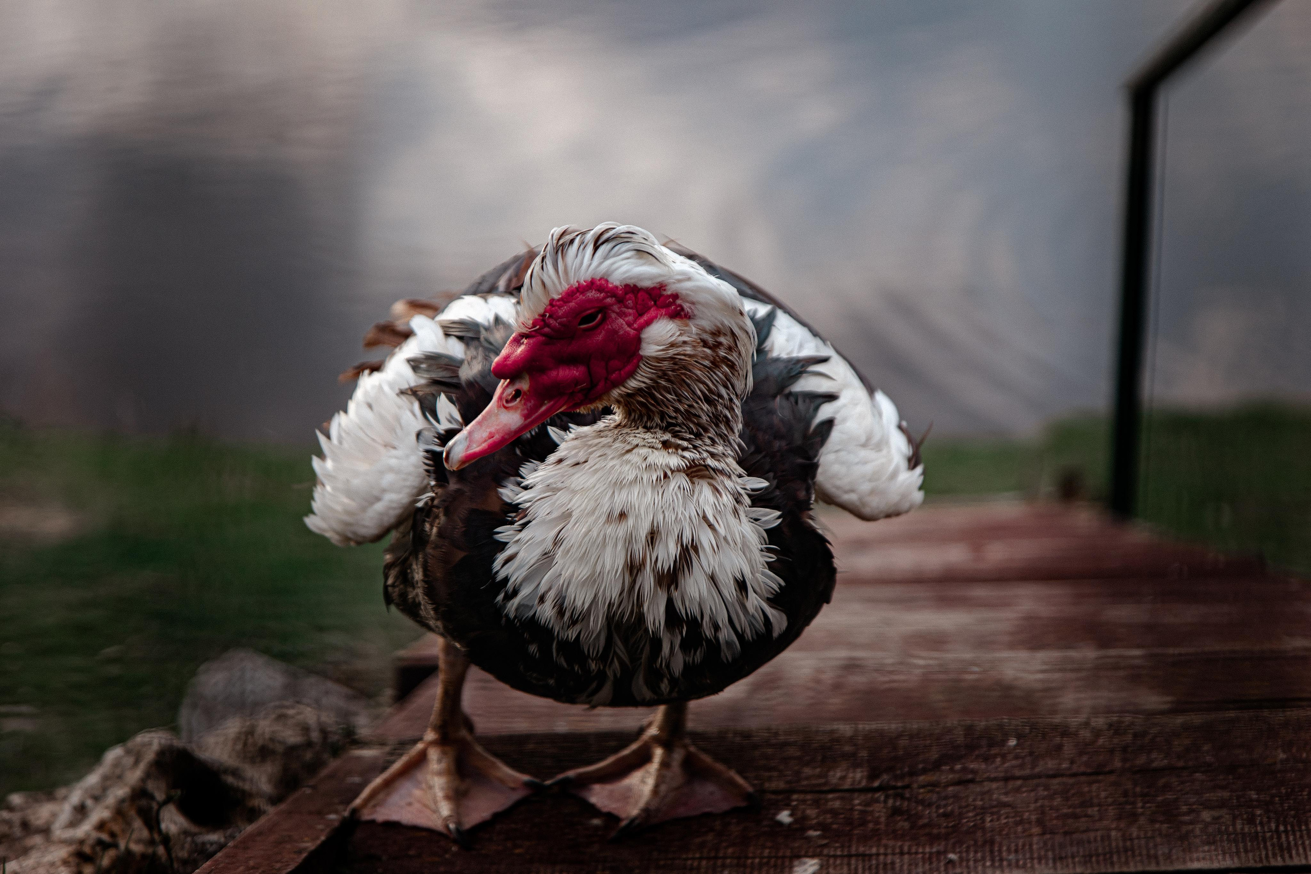 Серпухов. Photographer Sonkina Tatiana (Tanya Ash)