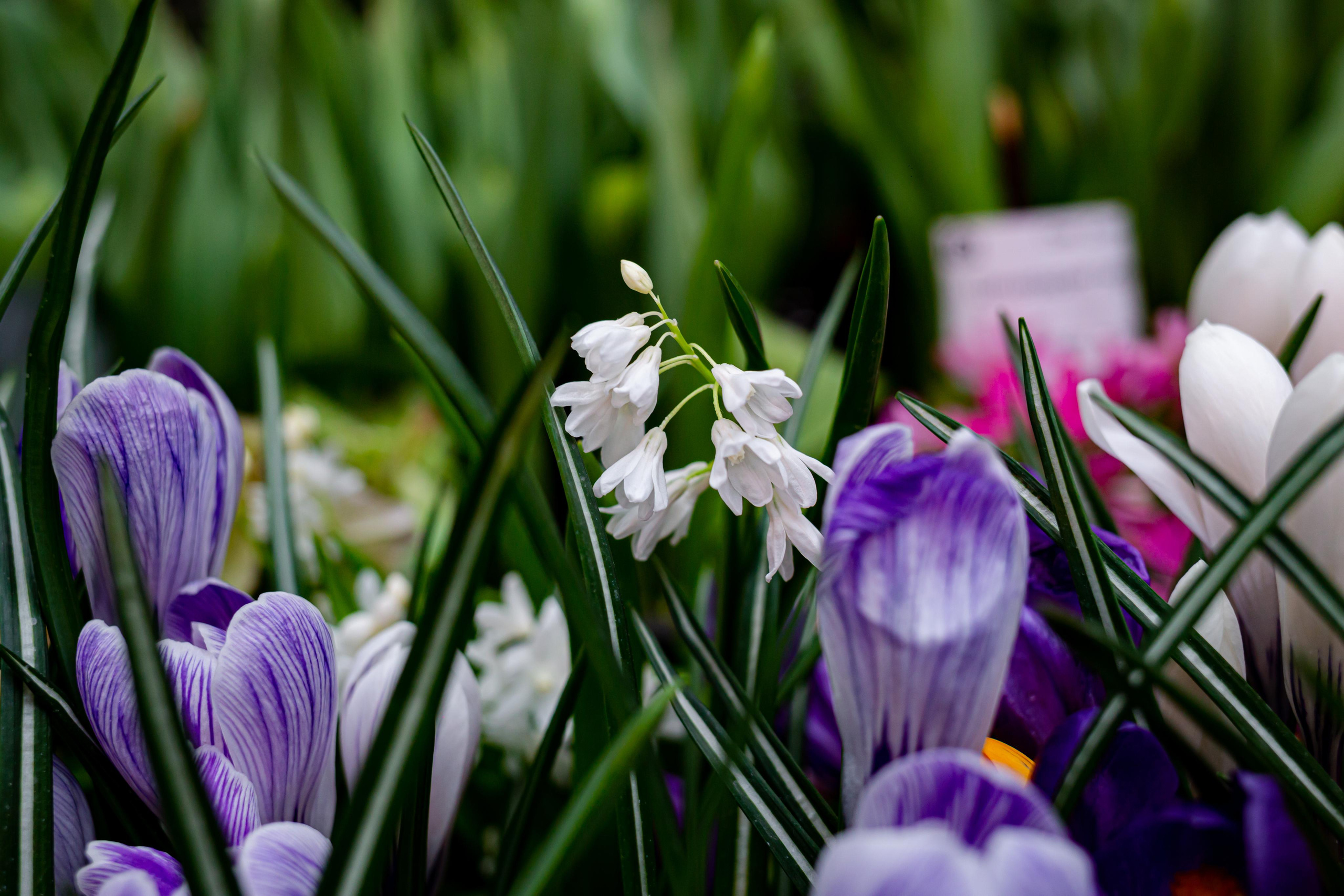 Выставка «Репетиция весны». Photographer Sonkina Tatiana (Tanya Ash)