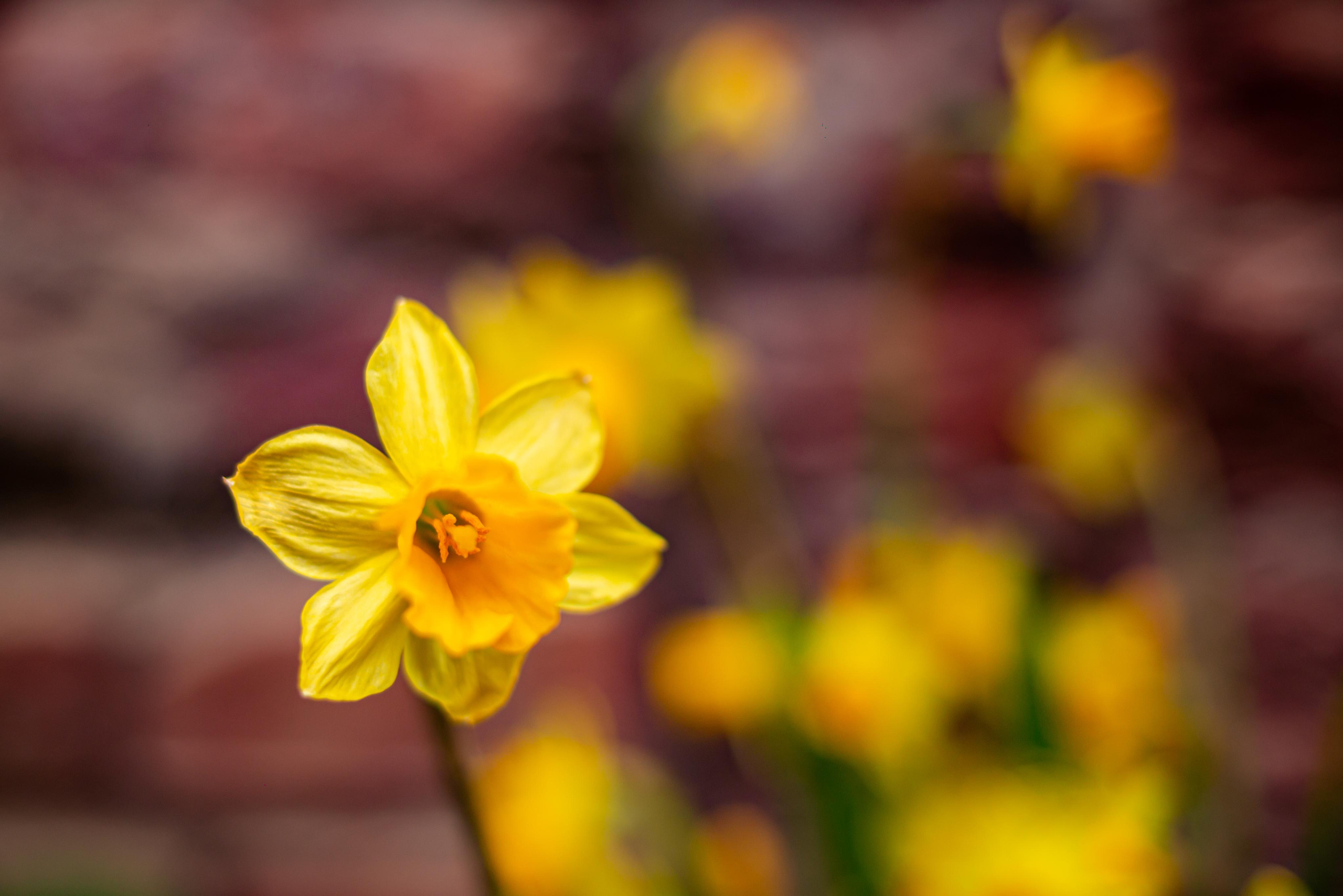 Аптекарский огород. Photographer Sonkina Tatiana (Tanya Ash)