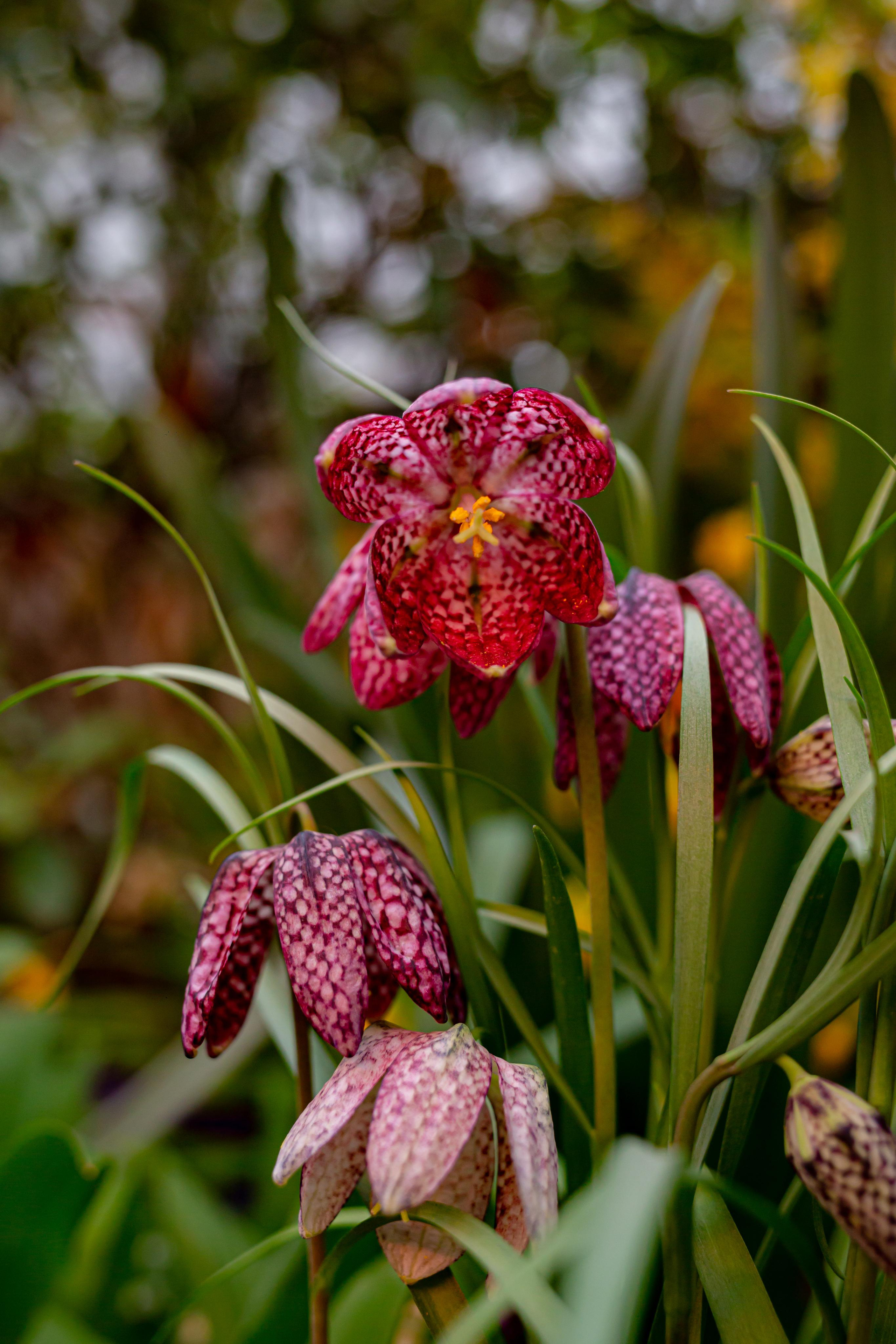 Выставка «Репетиция весны». Photographer Sonkina Tatiana (Tanya Ash)