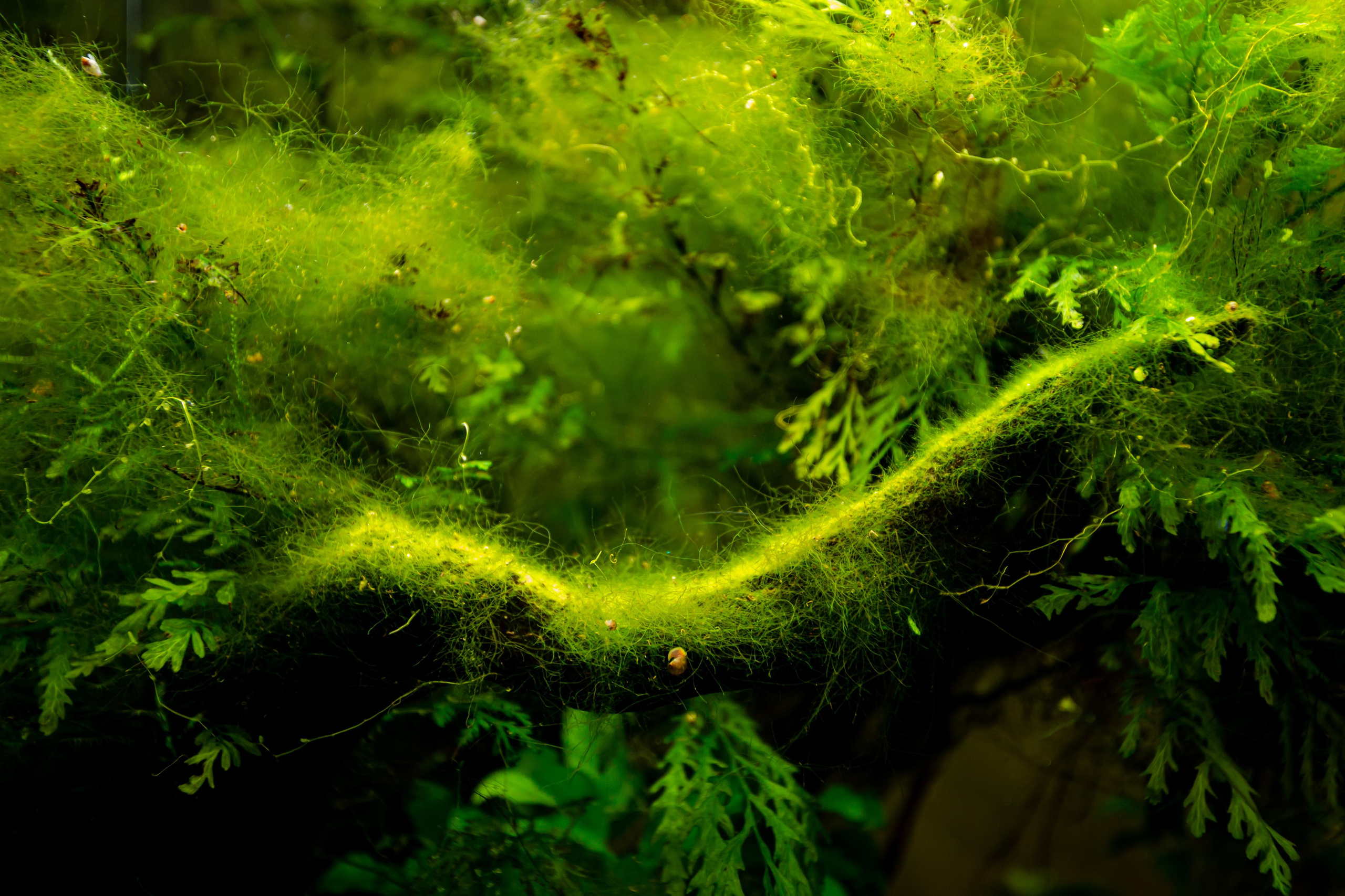 Аптекарский огород. Photographer Sonkina Tatiana (Tanya Ash)