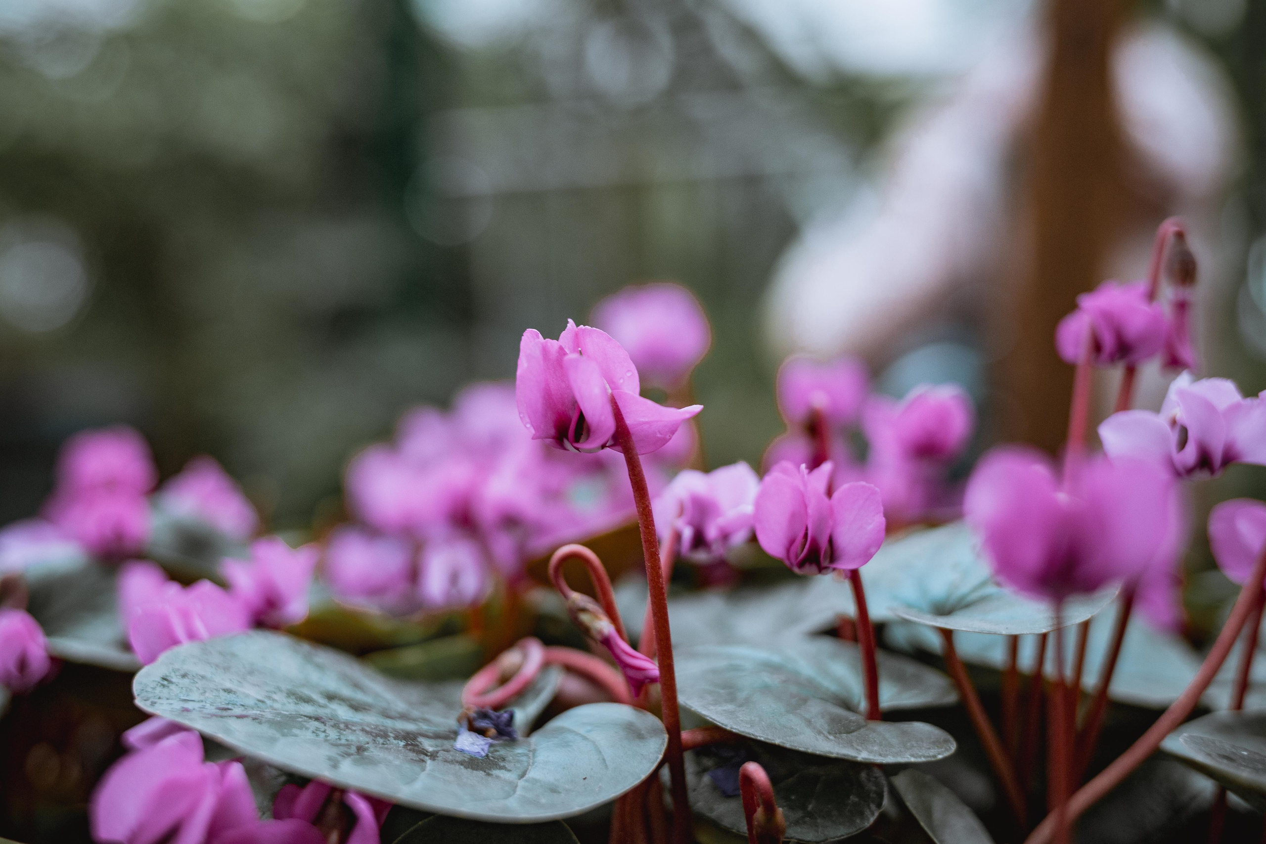 Аптекарский огород. Photographer Sonkina Tatiana (Tanya Ash)