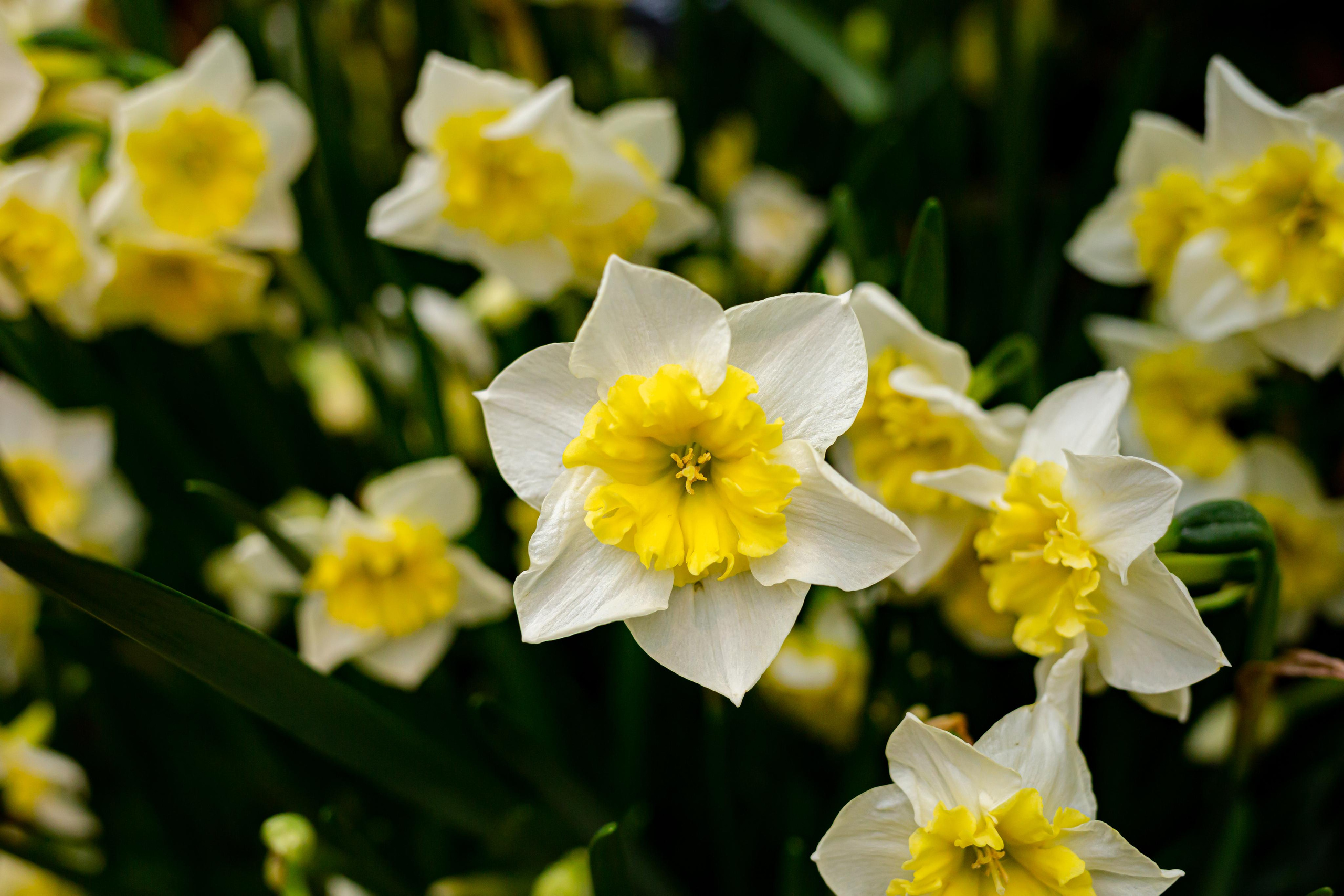 Выставка «Репетиция весны». Photographer Sonkina Tatiana (Tanya Ash)