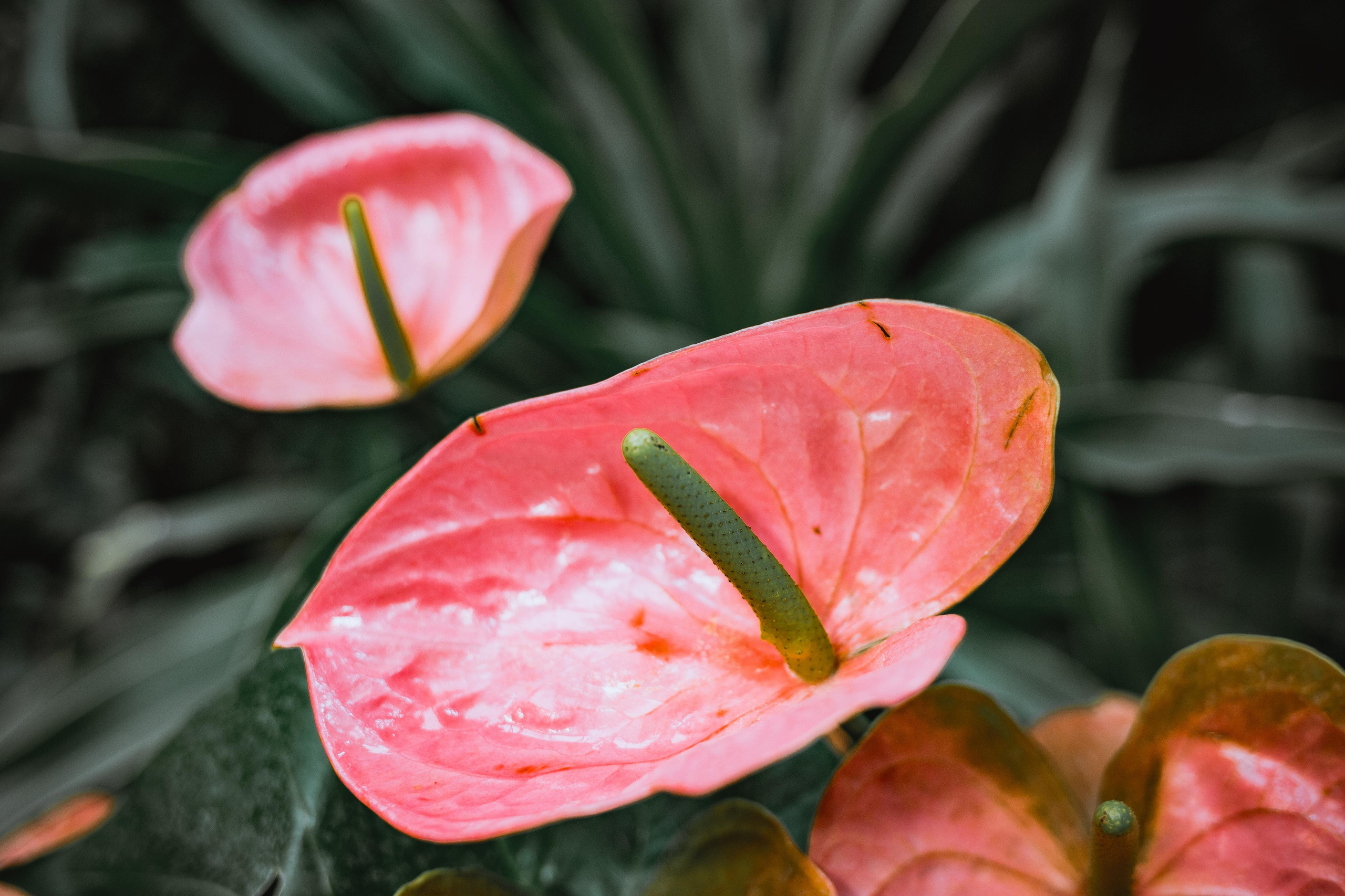 Аптекарский огород. Photographer Sonkina Tatiana (Tanya Ash)