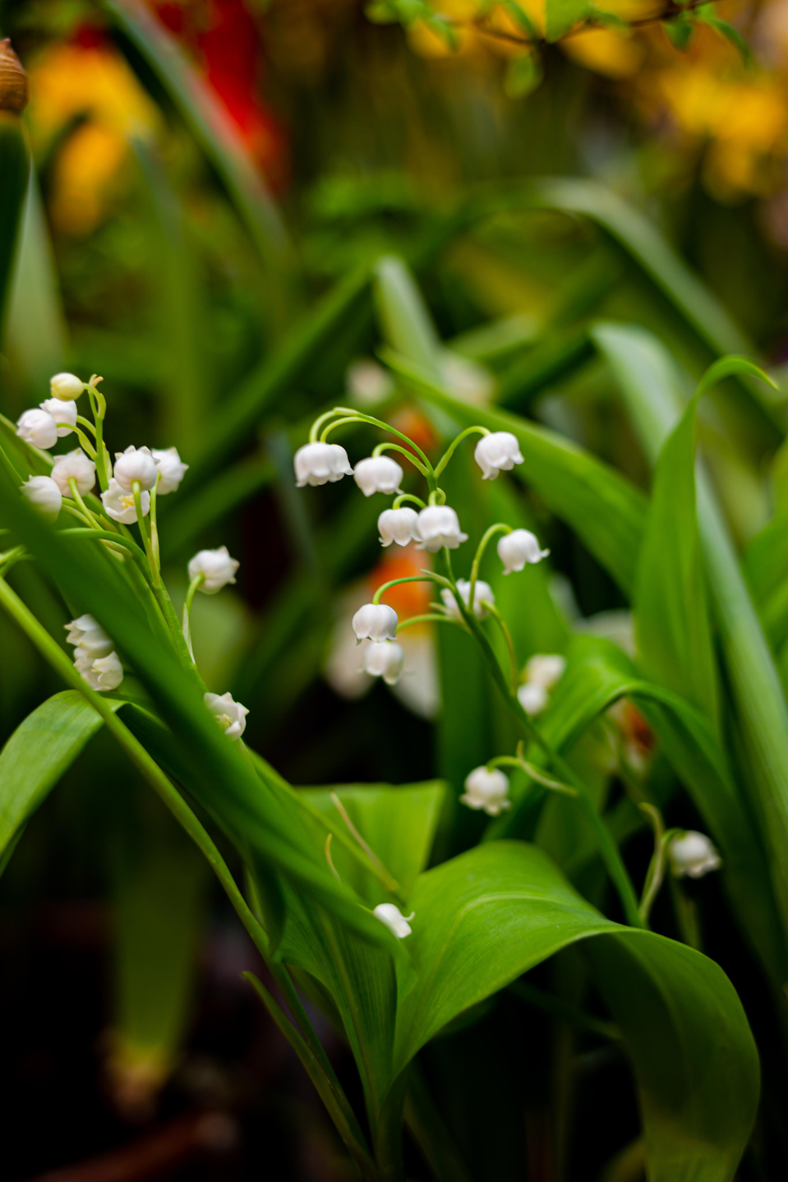 Выставка «Репетиция весны». Photographer Sonkina Tatiana (Tanya Ash)