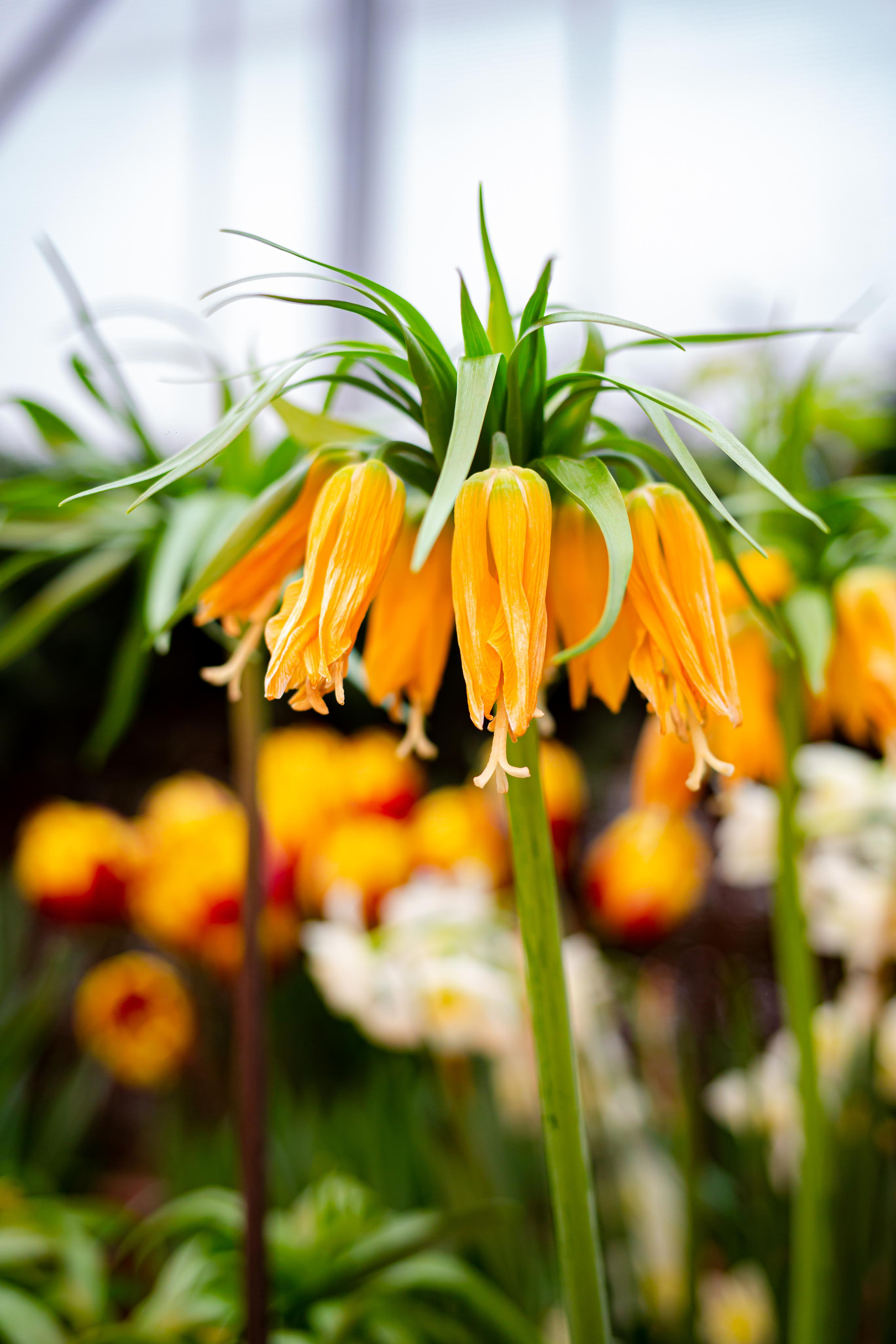 Выставка «Репетиция весны». Photographer Sonkina Tatiana (Tanya Ash)