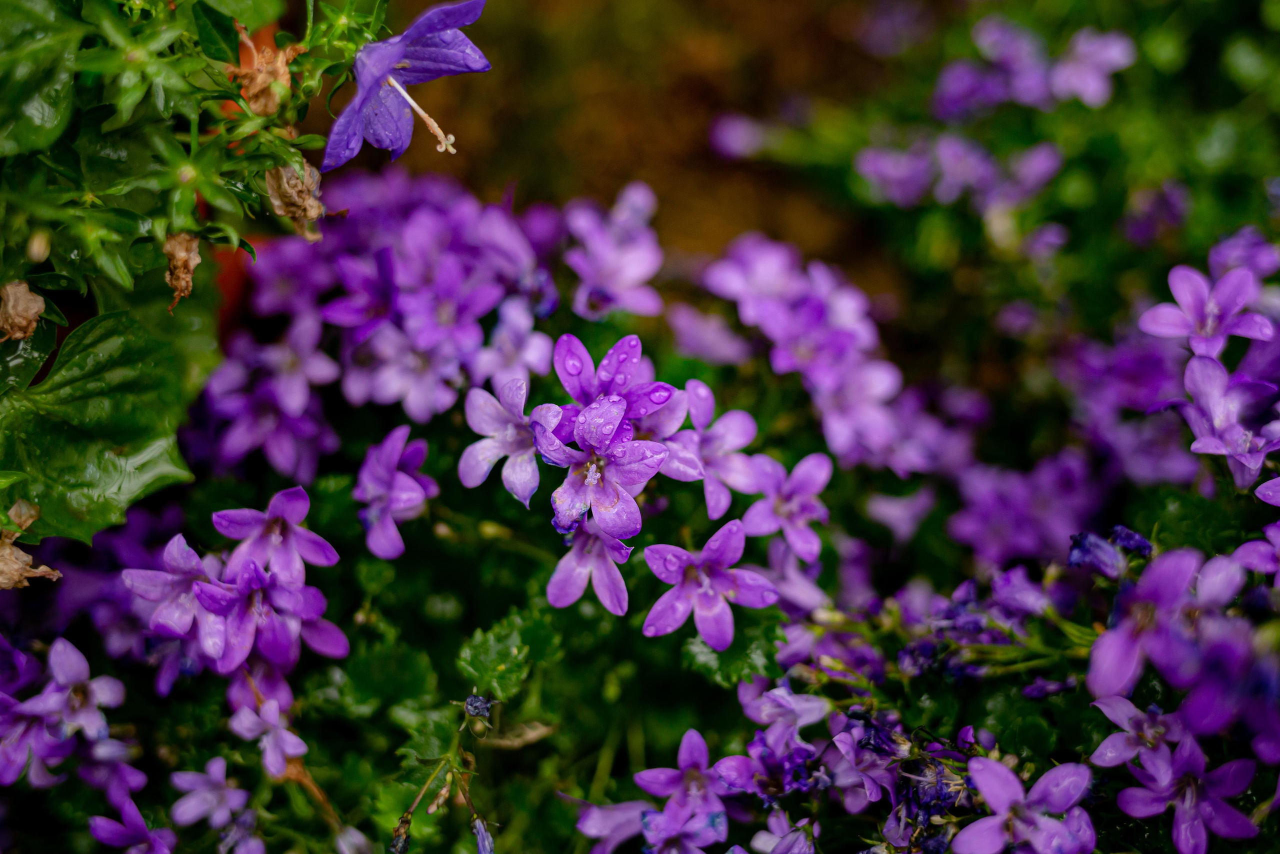 Аптекарский огород. Photographer Sonkina Tatiana (Tanya Ash)