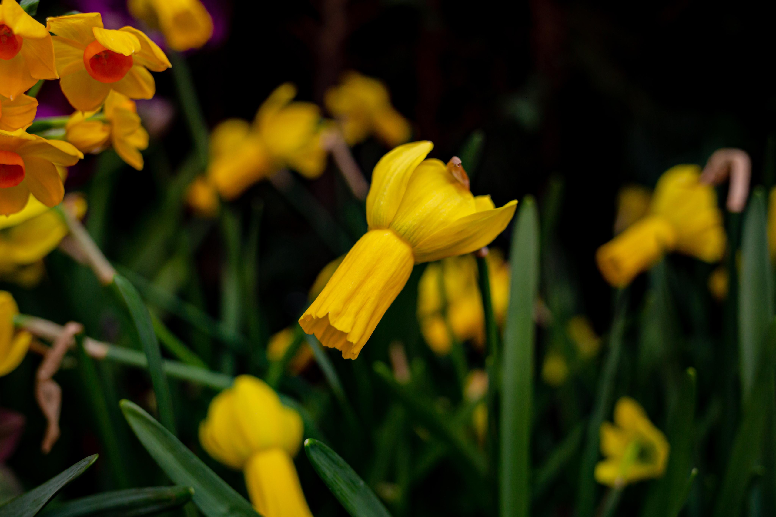 Выставка «Репетиция весны». Photographer Sonkina Tatiana (Tanya Ash)