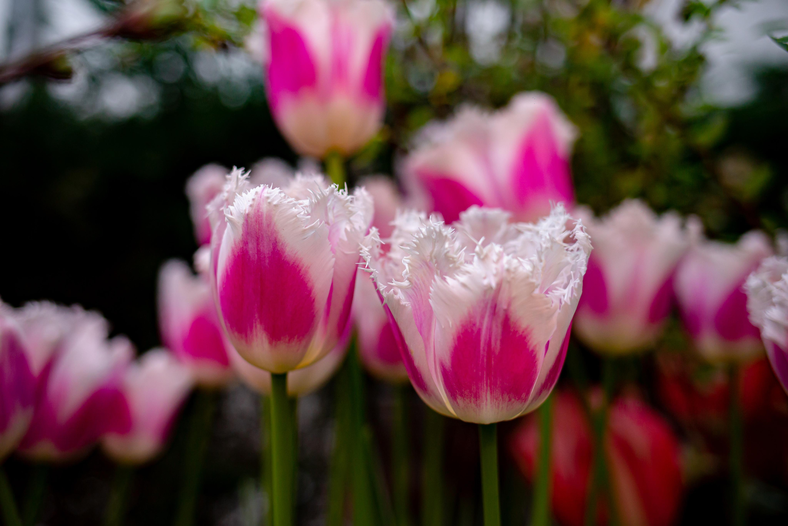 Выставка «Репетиция весны». Photographer Sonkina Tatiana (Tanya Ash)