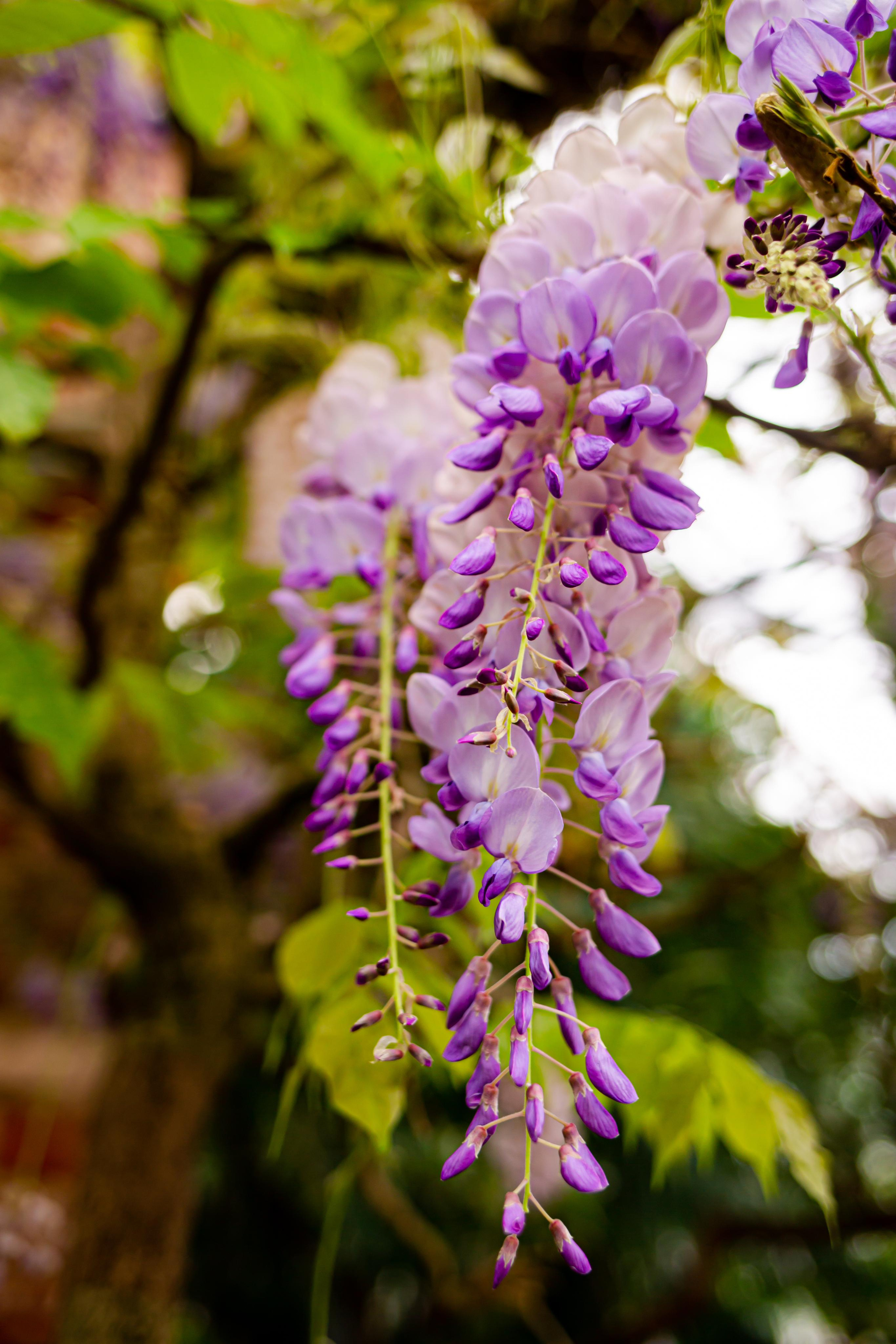 Аптекарский огород. Photographer Sonkina Tatiana (Tanya Ash)
