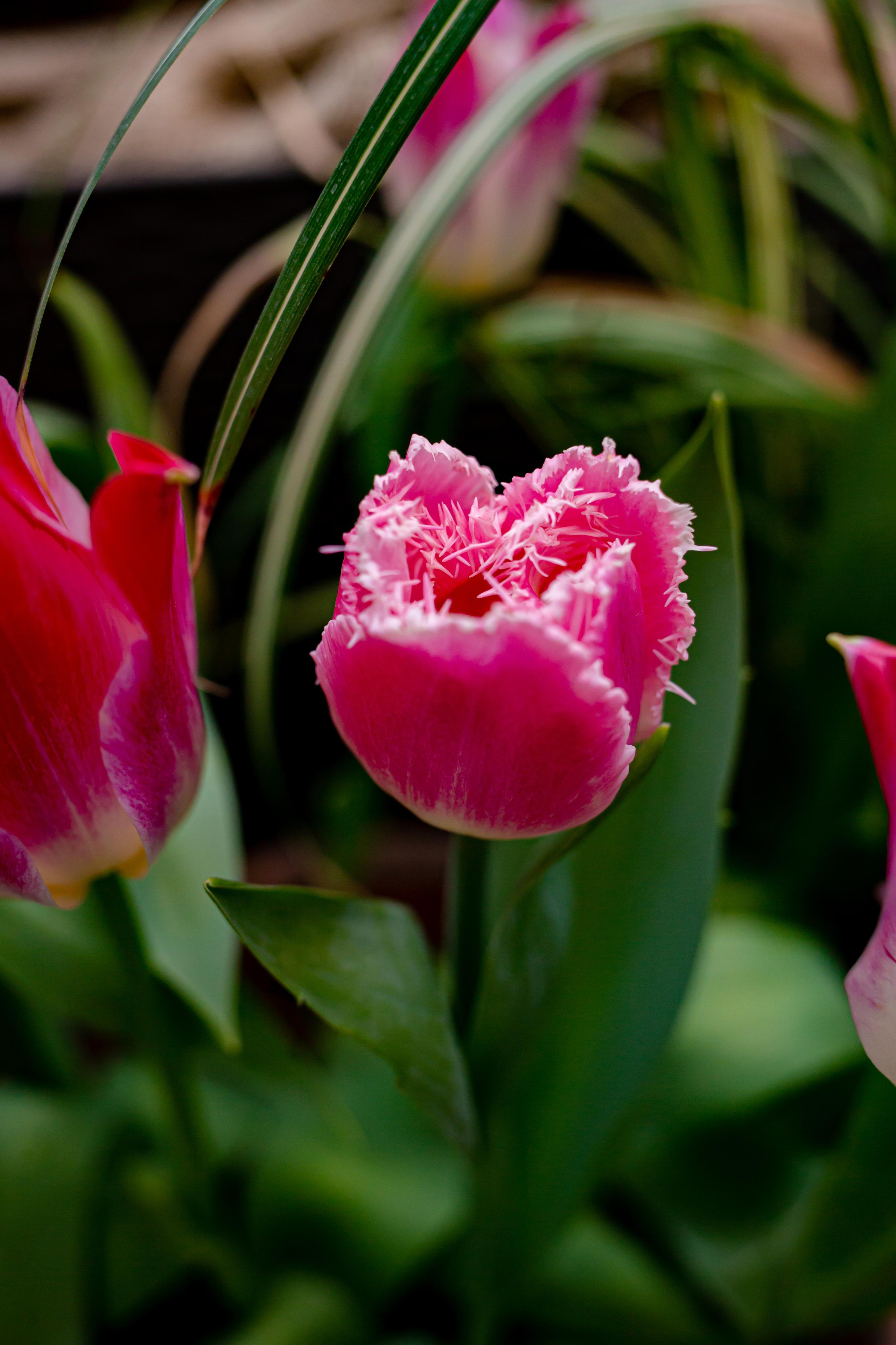 Выставка «Репетиция весны». Photographer Sonkina Tatiana (Tanya Ash)