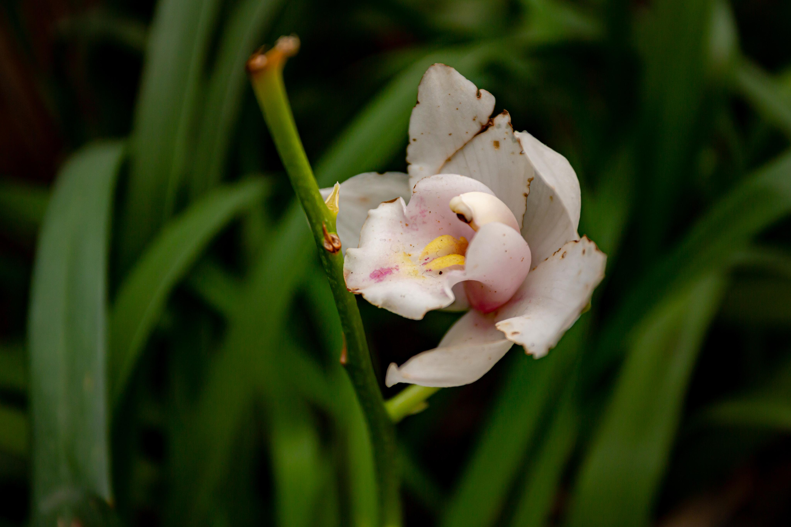 Аптекарский огород. Photographer Sonkina Tatiana (Tanya Ash)