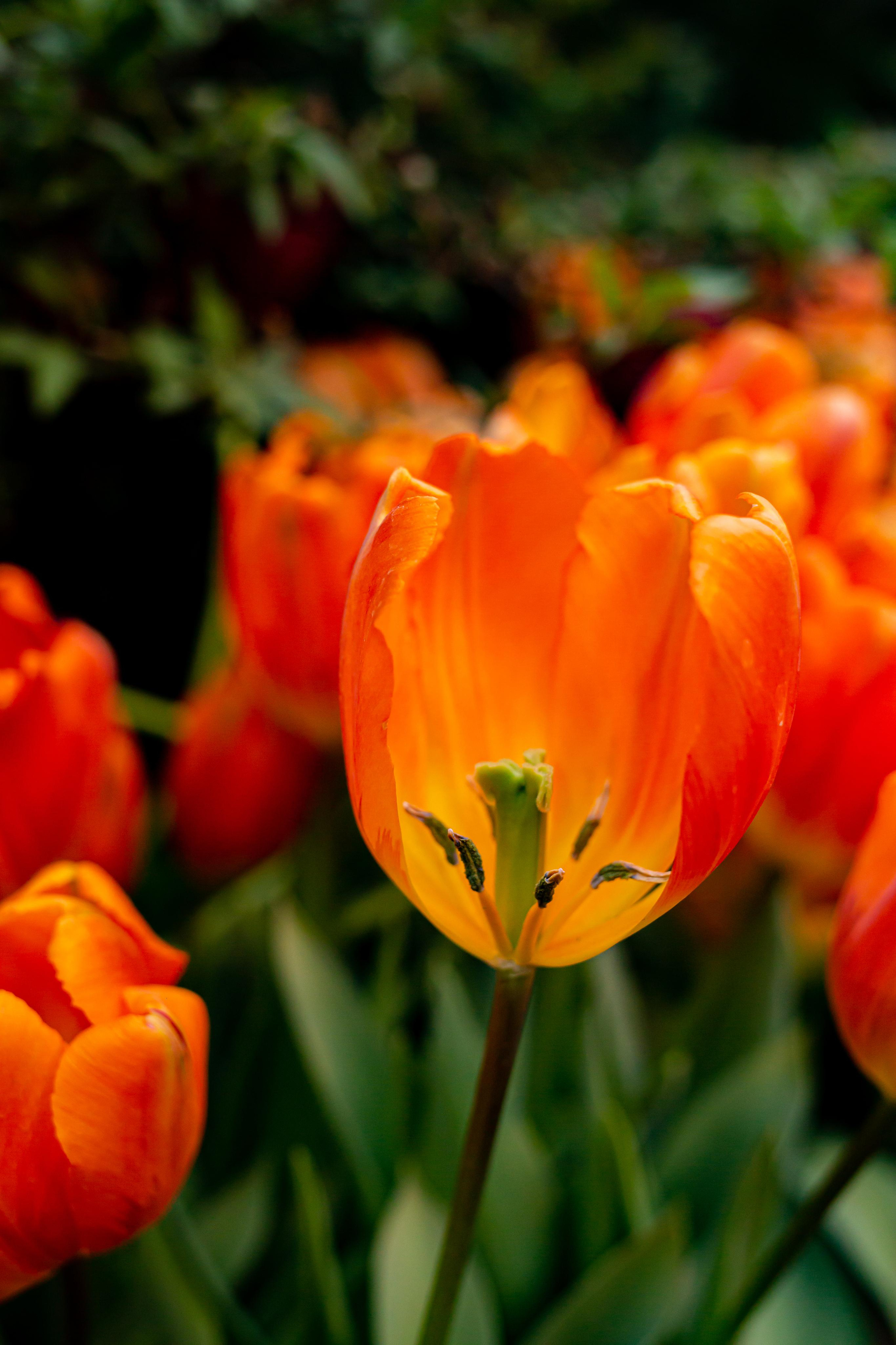 Выставка «Репетиция весны». Photographer Sonkina Tatiana (Tanya Ash)