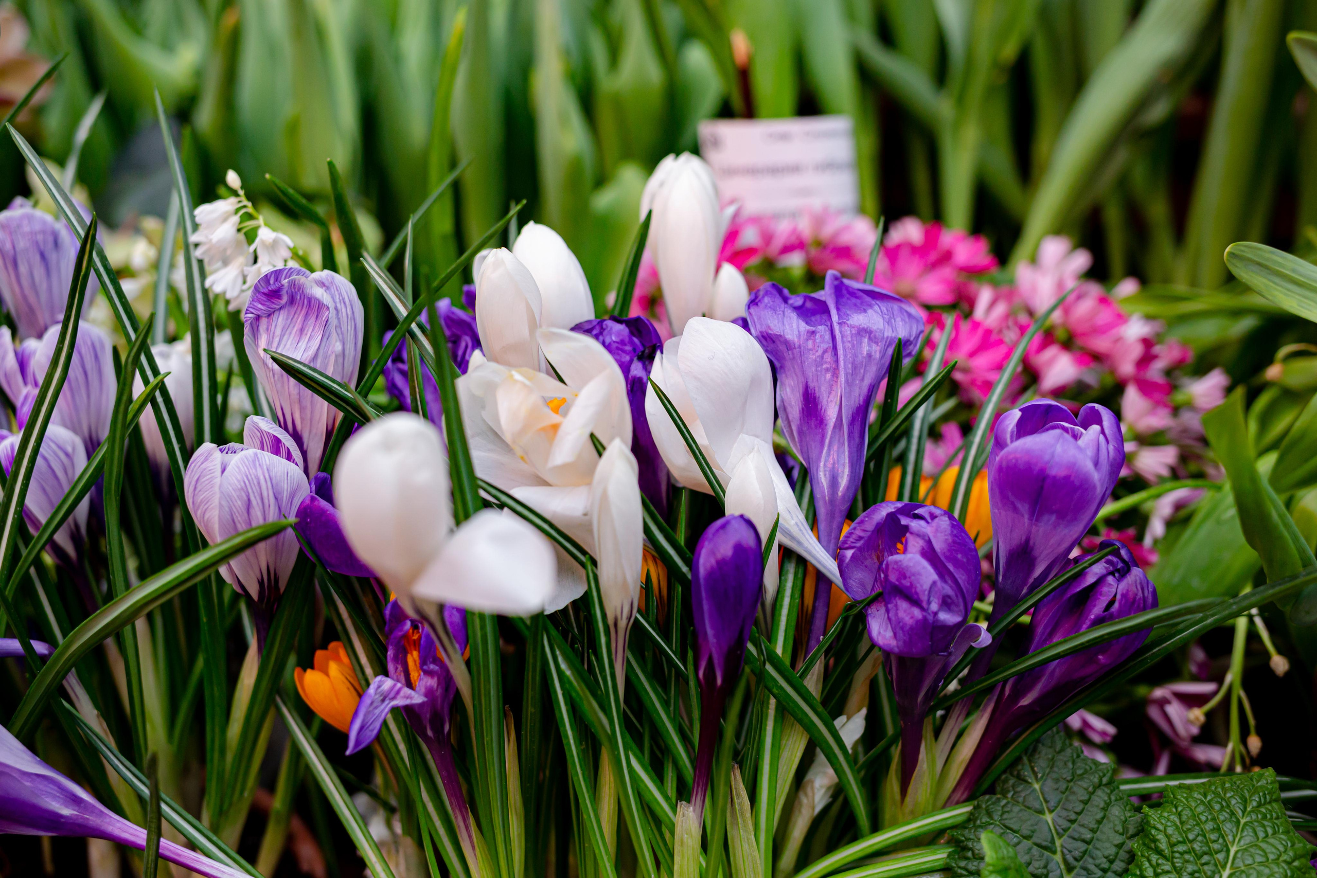 Выставка «Репетиция весны». Photographer Sonkina Tatiana (Tanya Ash)