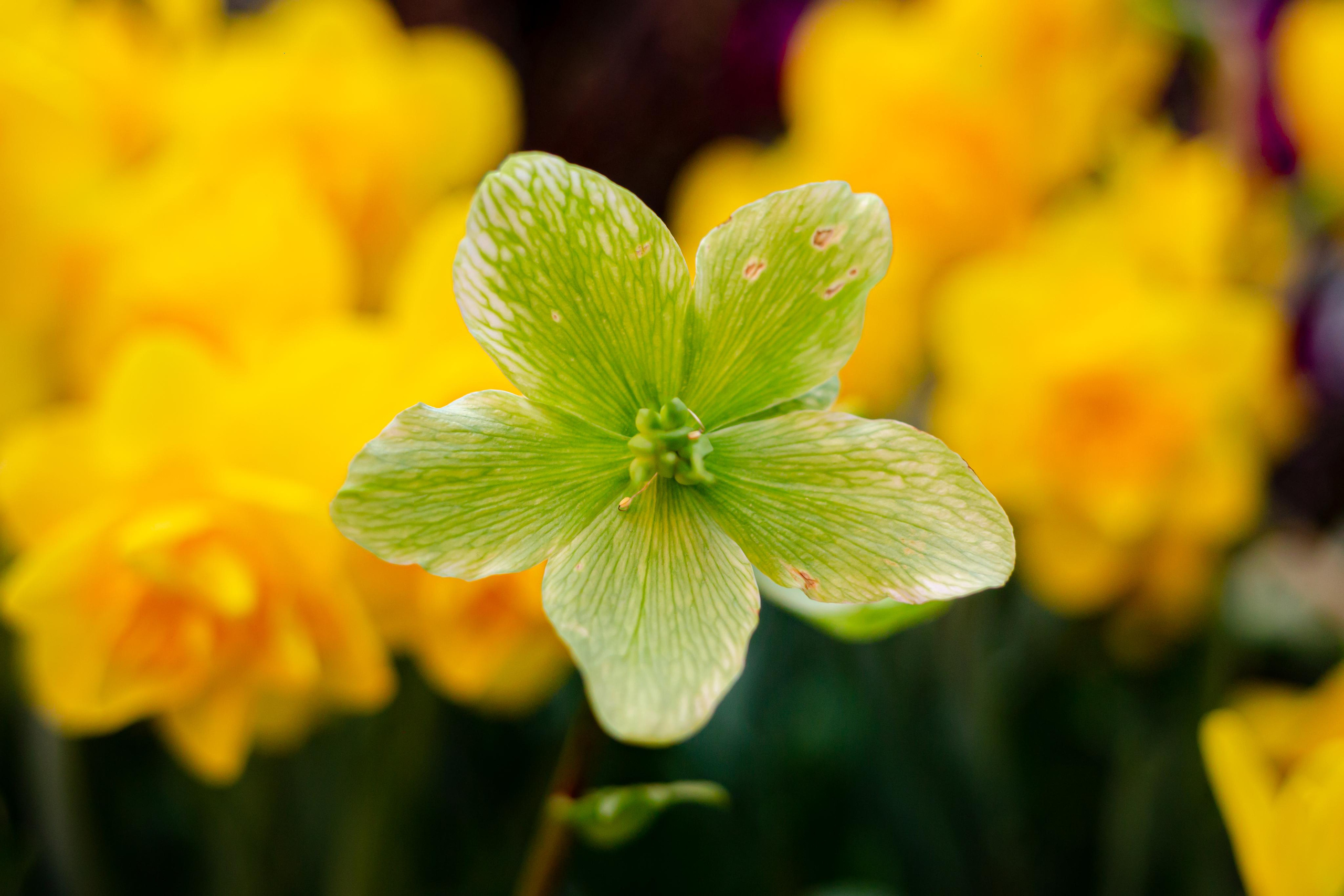 Выставка «Репетиция весны». Photographer Sonkina Tatiana (Tanya Ash)