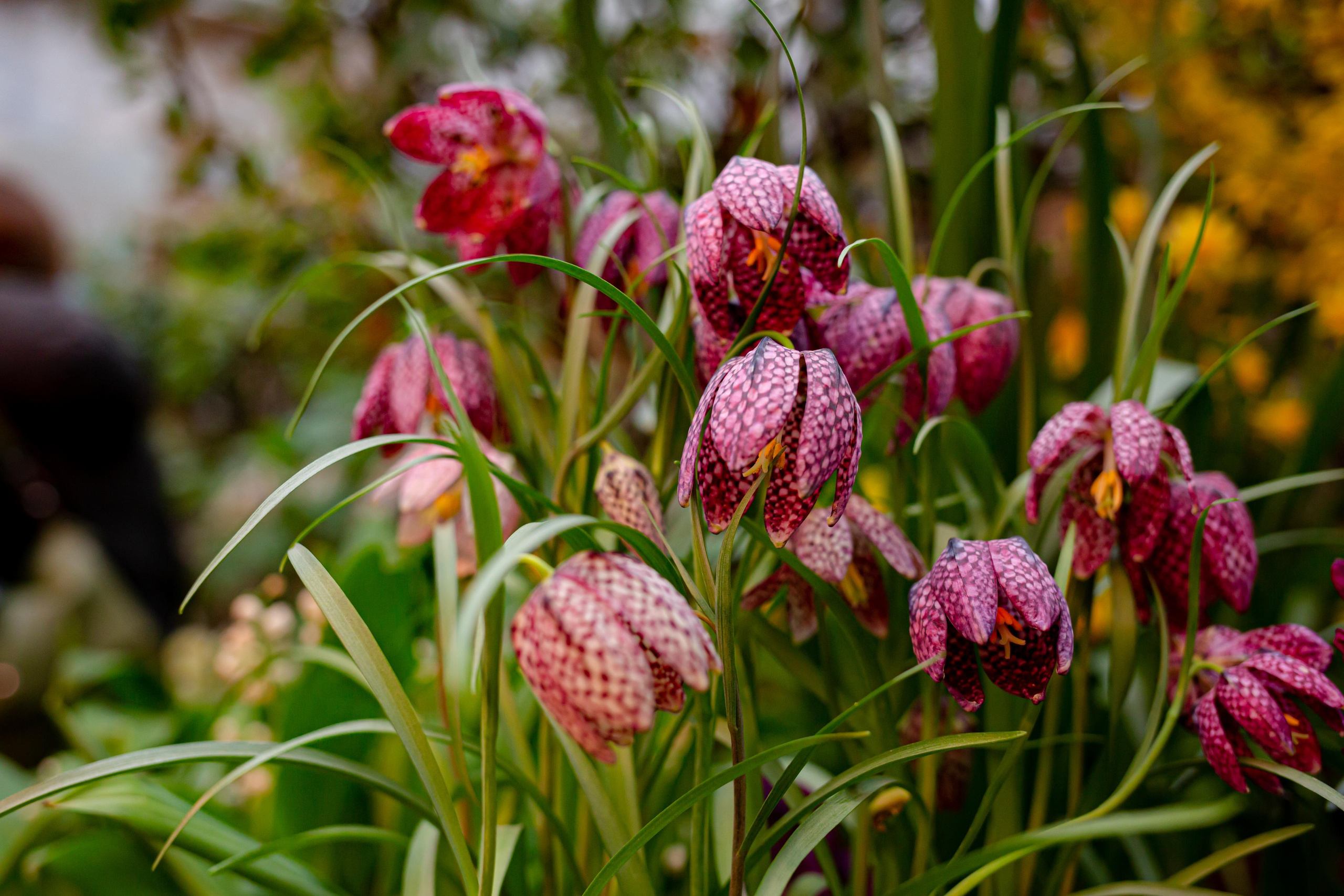 Выставка «Репетиция весны». Photographer Sonkina Tatiana (Tanya Ash)