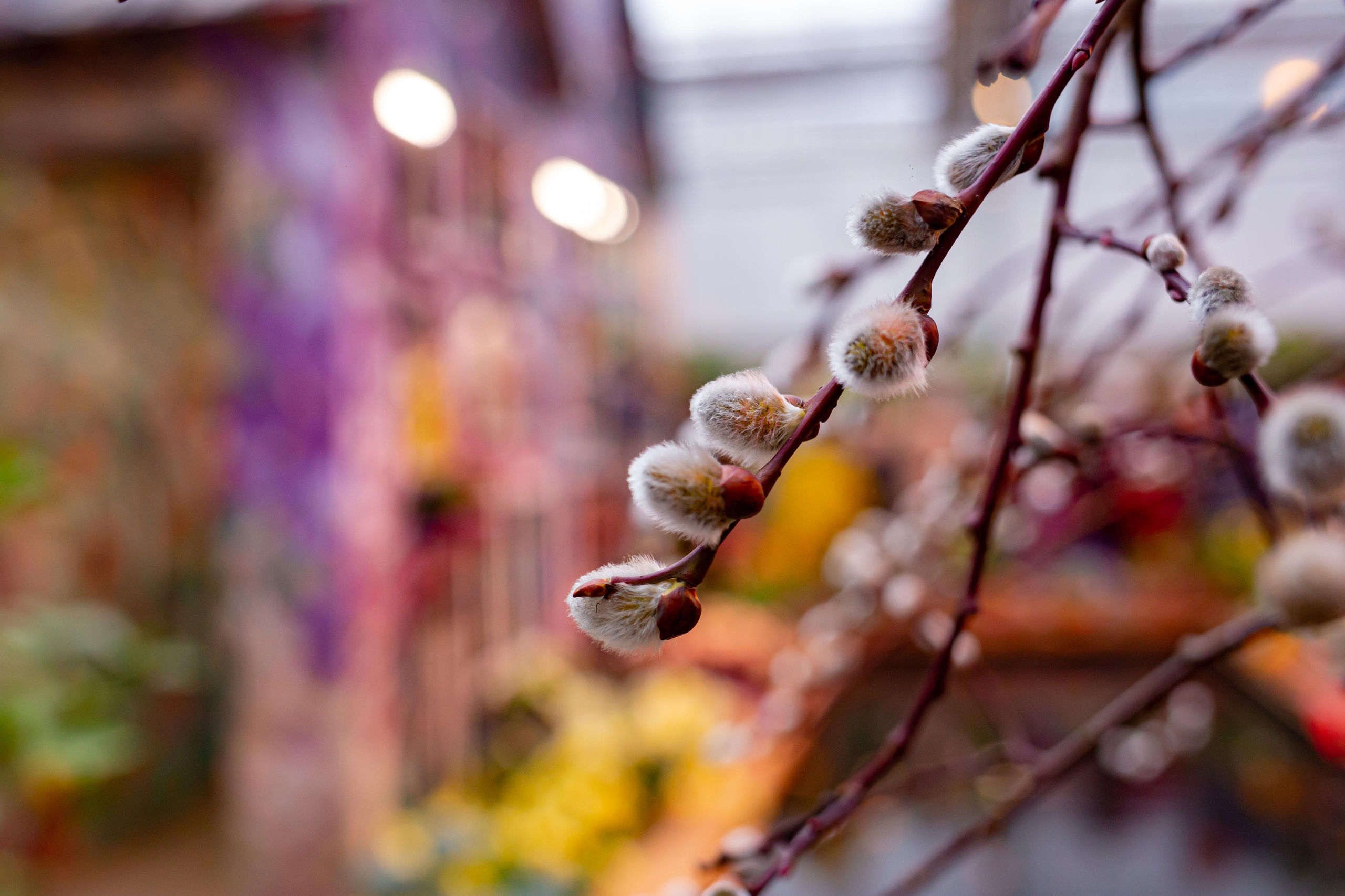 Выставка «Репетиция весны». Photographer Sonkina Tatiana (Tanya Ash)