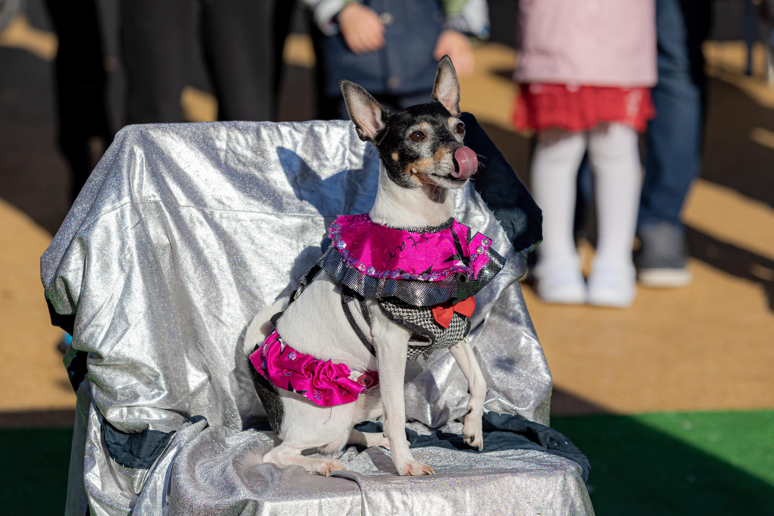 Victory Day 2022. Photographer Sonkina Tatiana (Tanya Ash)