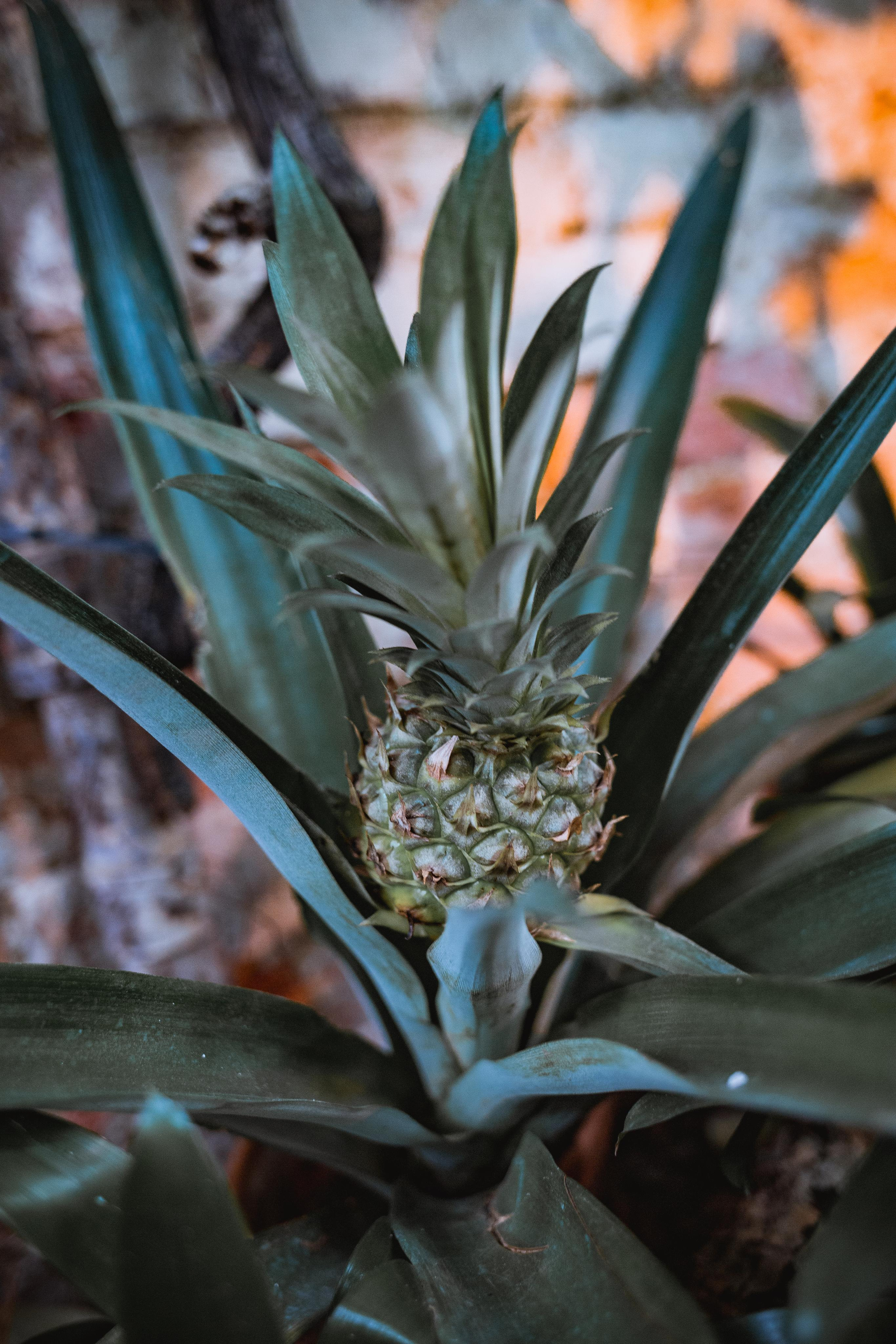 Аптекарский огород. Photographer Sonkina Tatiana (Tanya Ash)