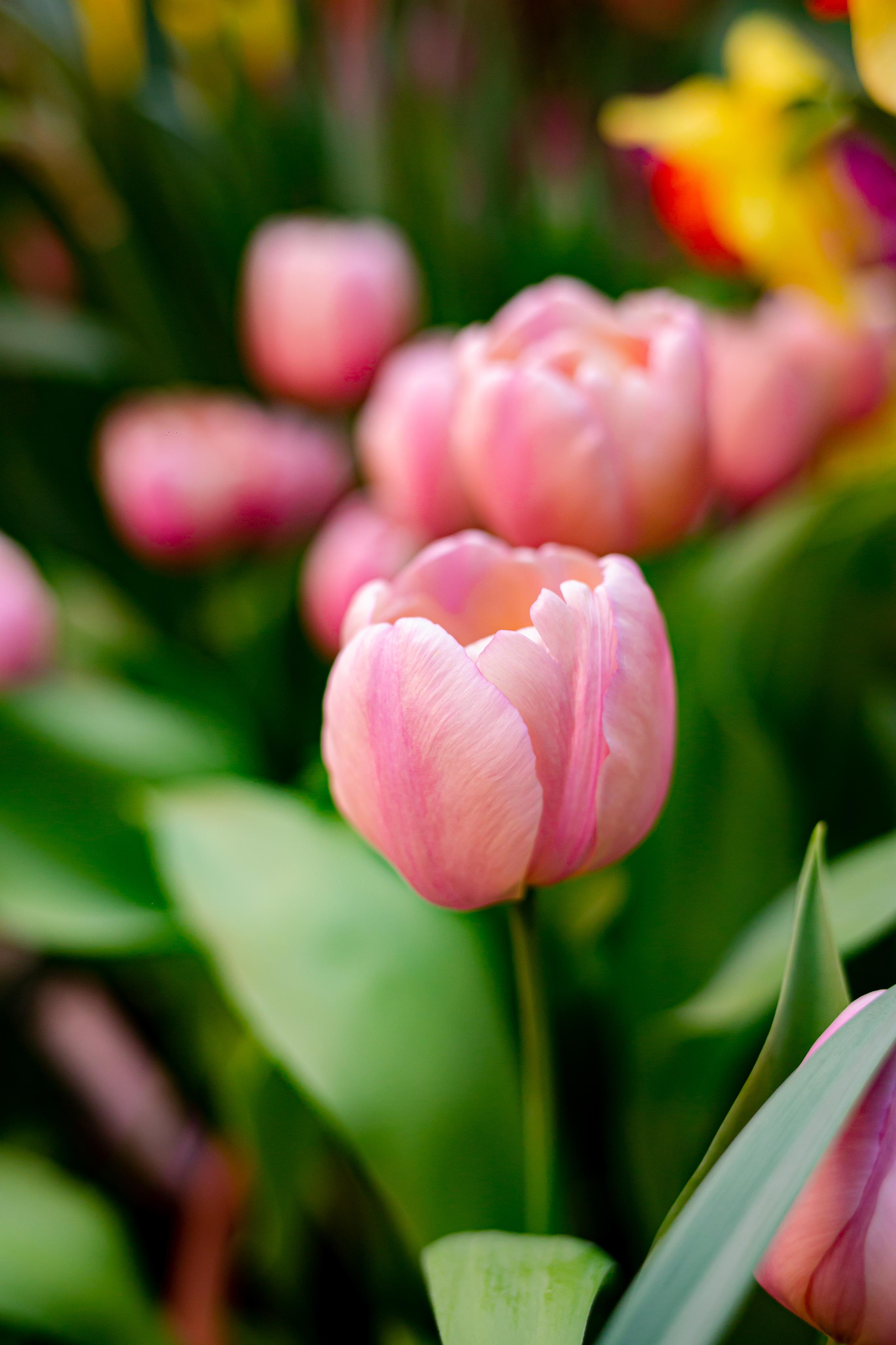 Выставка «Репетиция весны». Photographer Sonkina Tatiana (Tanya Ash)