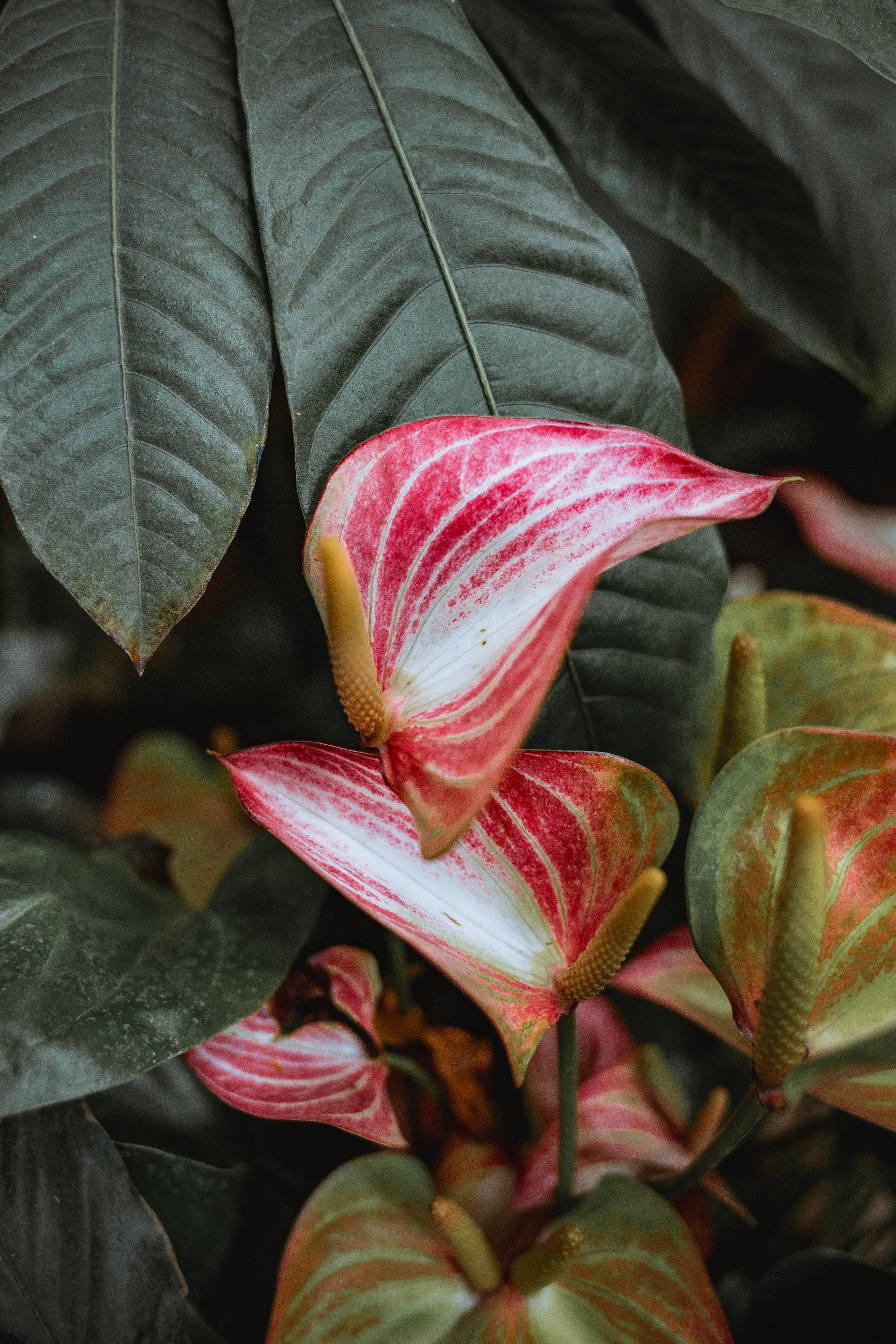 Аптекарский огород. Photographer Sonkina Tatiana (Tanya Ash)