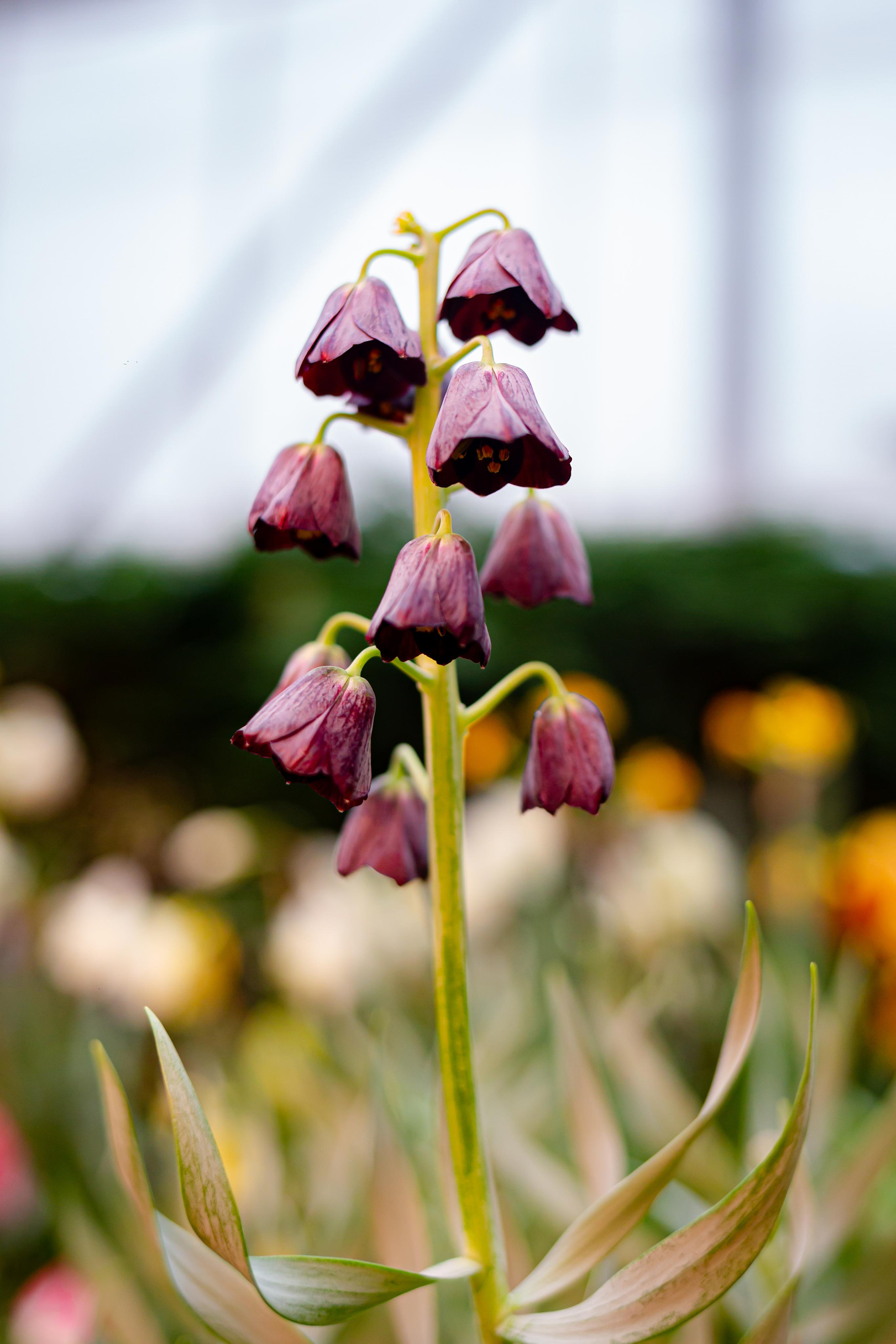 Выставка «Репетиция весны». Photographer Sonkina Tatiana (Tanya Ash)