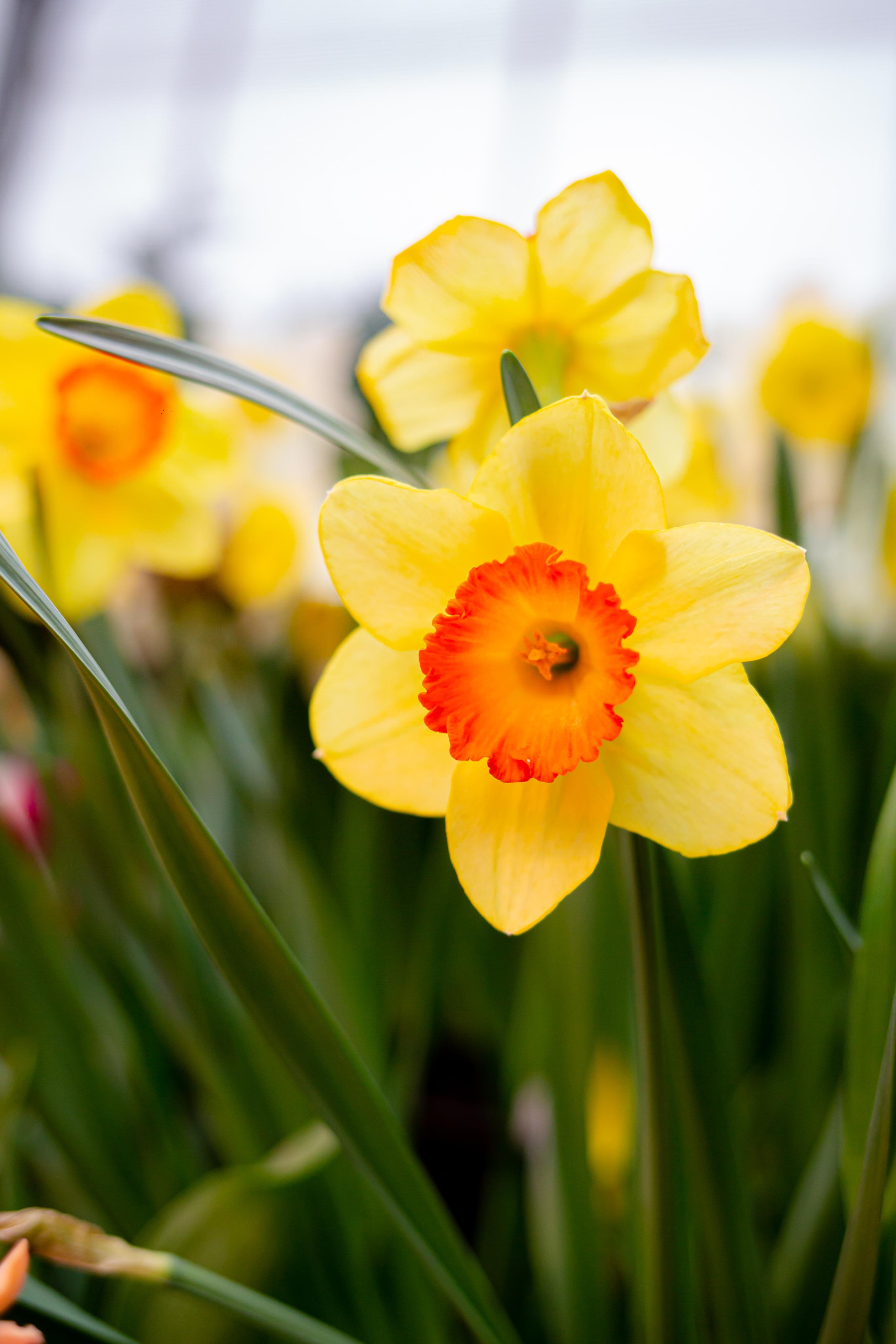 Выставка «Репетиция весны». Photographer Sonkina Tatiana (Tanya Ash)