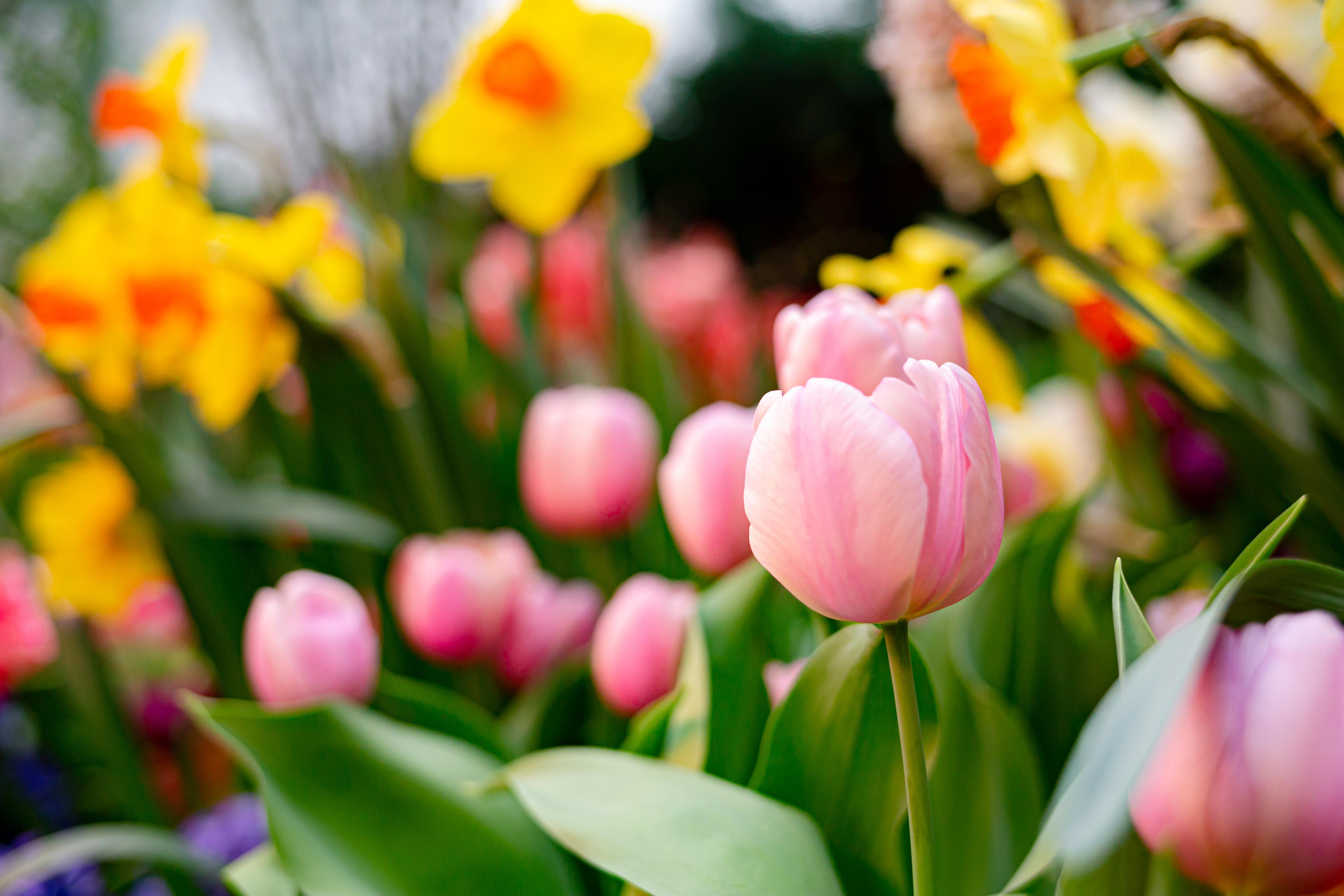 Выставка «Репетиция весны». Photographer Sonkina Tatiana (Tanya Ash)