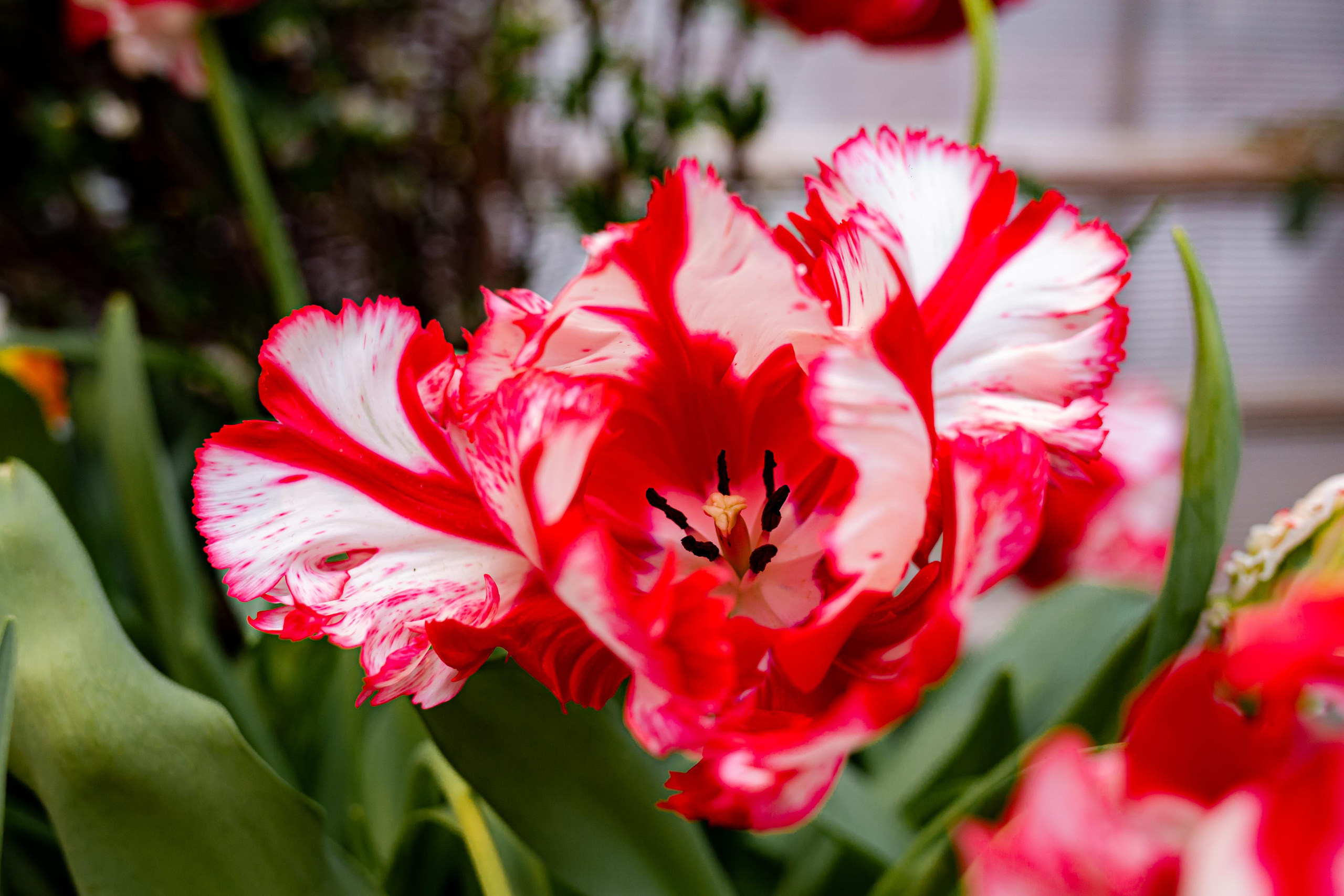 Выставка «Репетиция весны». Photographer Sonkina Tatiana (Tanya Ash)