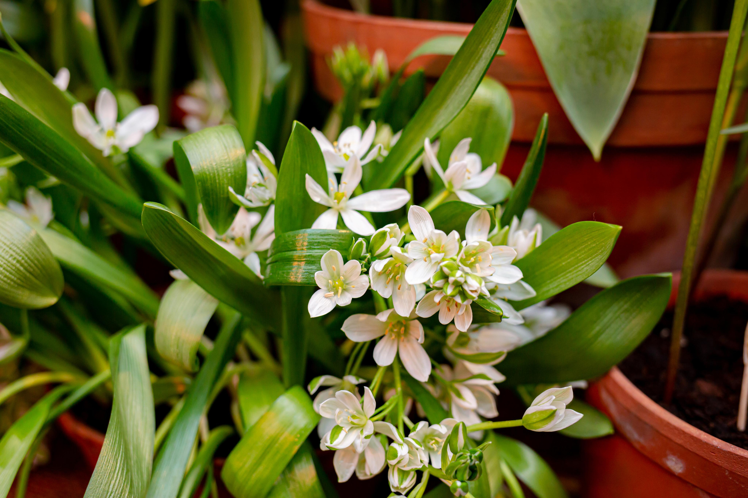 Выставка «Репетиция весны». Photographer Sonkina Tatiana (Tanya Ash)